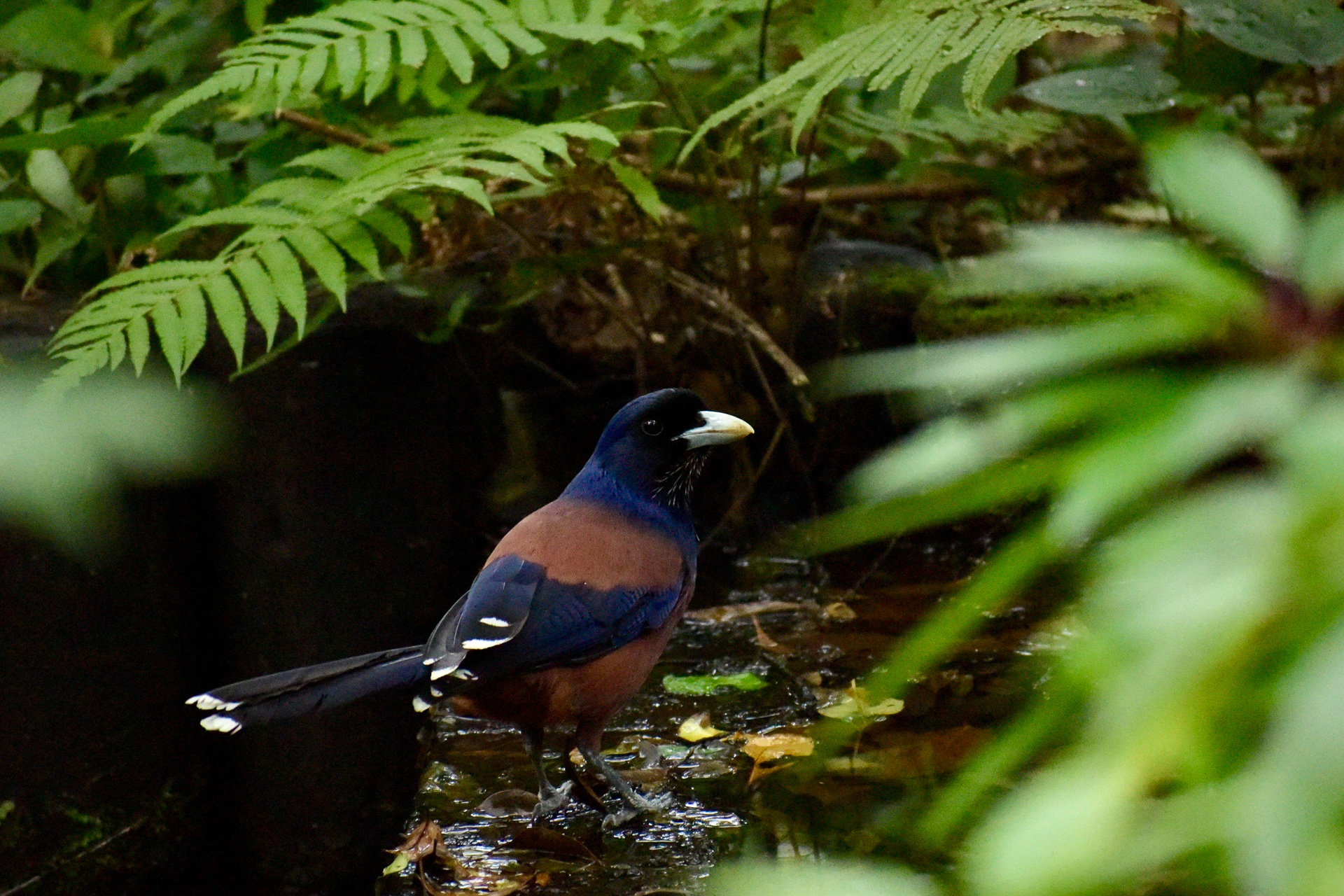 ルリカケス（撮影：仁礼哲久）