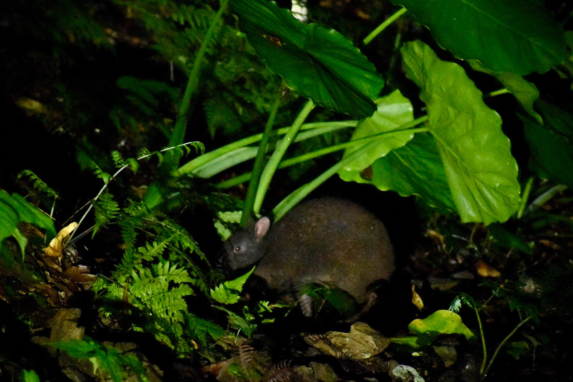 アマミノクロウサギ（撮影：仁礼哲久）
