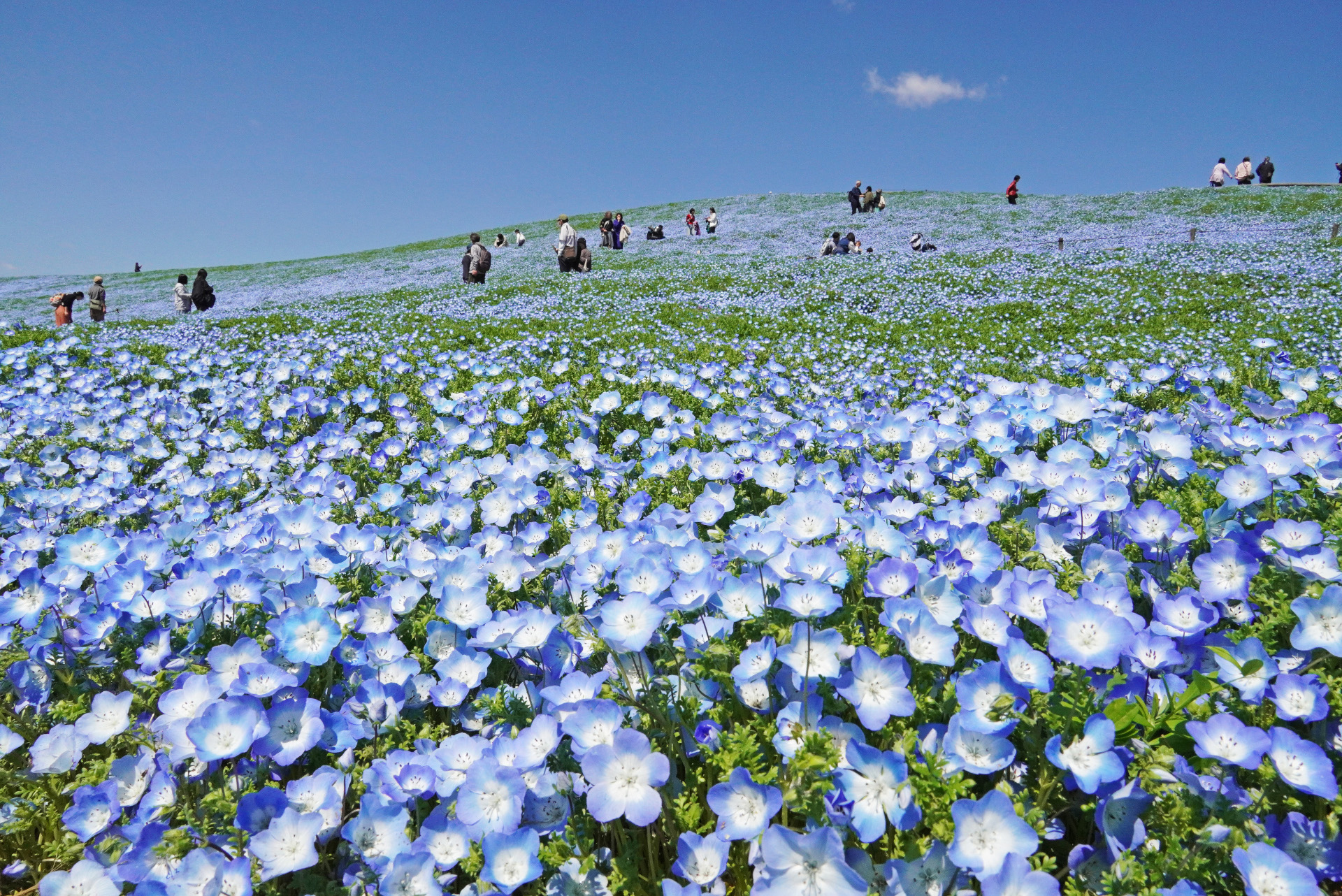 国営ひたち海浜公園のネモフィラが今年も見頃を迎える。品種はインシグニスブルー