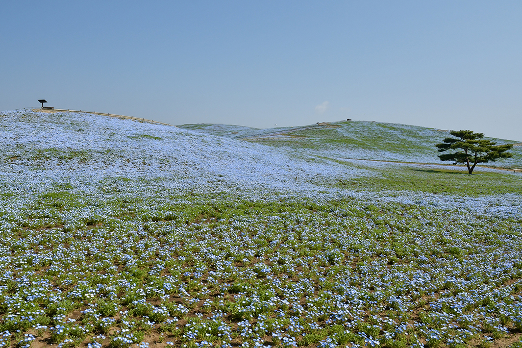「5分咲き」イメージ
