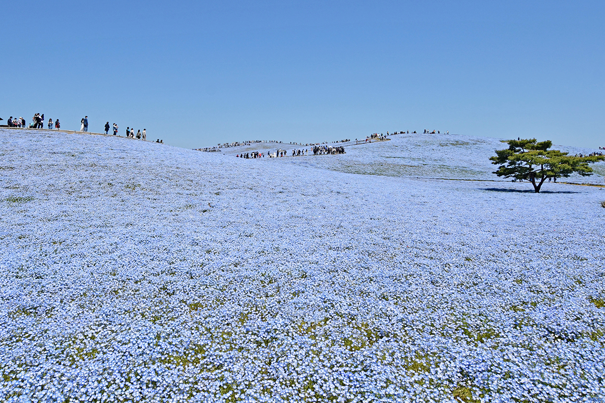 「見頃」イメージ
