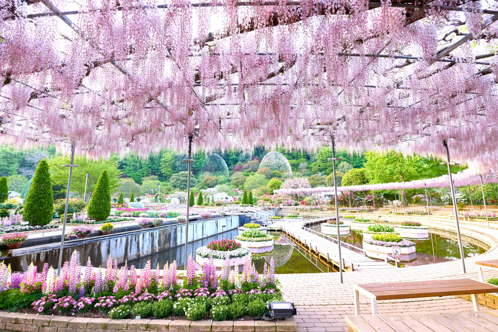 うす紅藤。例年見頃は4月中旬～下旬だが、今年は1週間早い4月6日に開花がはじまり、見頃も早まる見込み