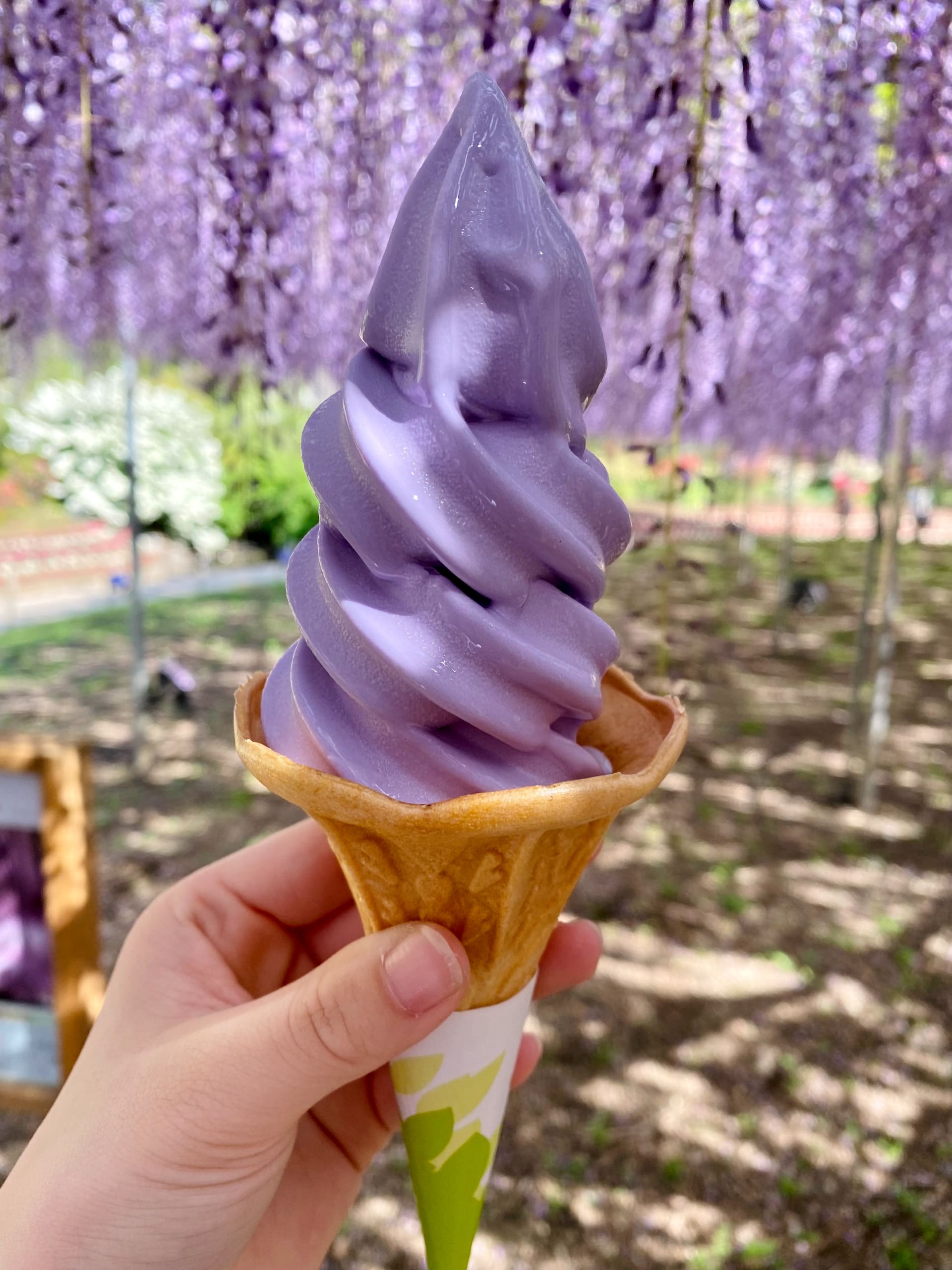 甘く華やかな藤フレーバーの名物ソフトクリーム「藤ソフト」（500円）