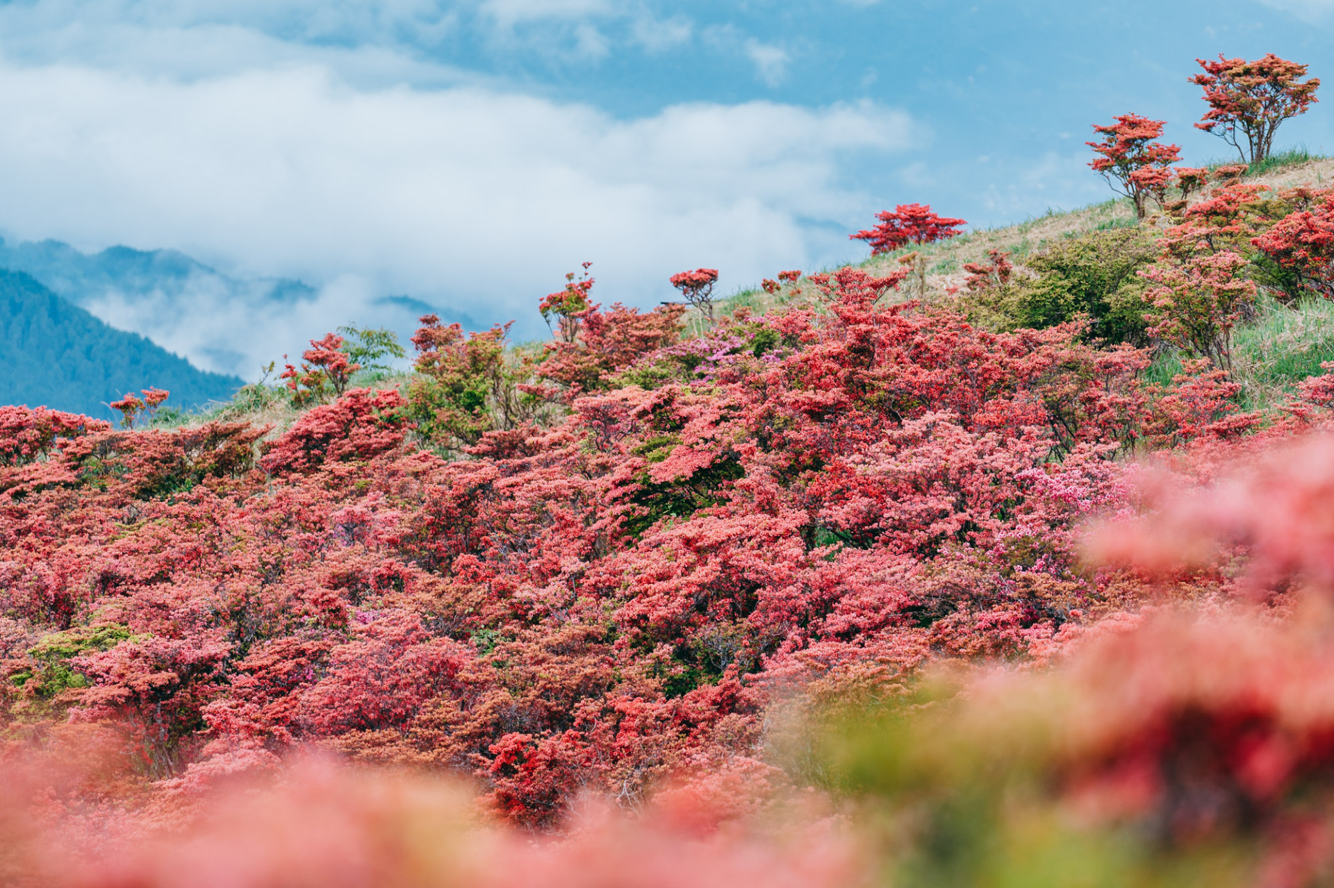 葛城山のツツジを楽しむ宿泊プランが発売