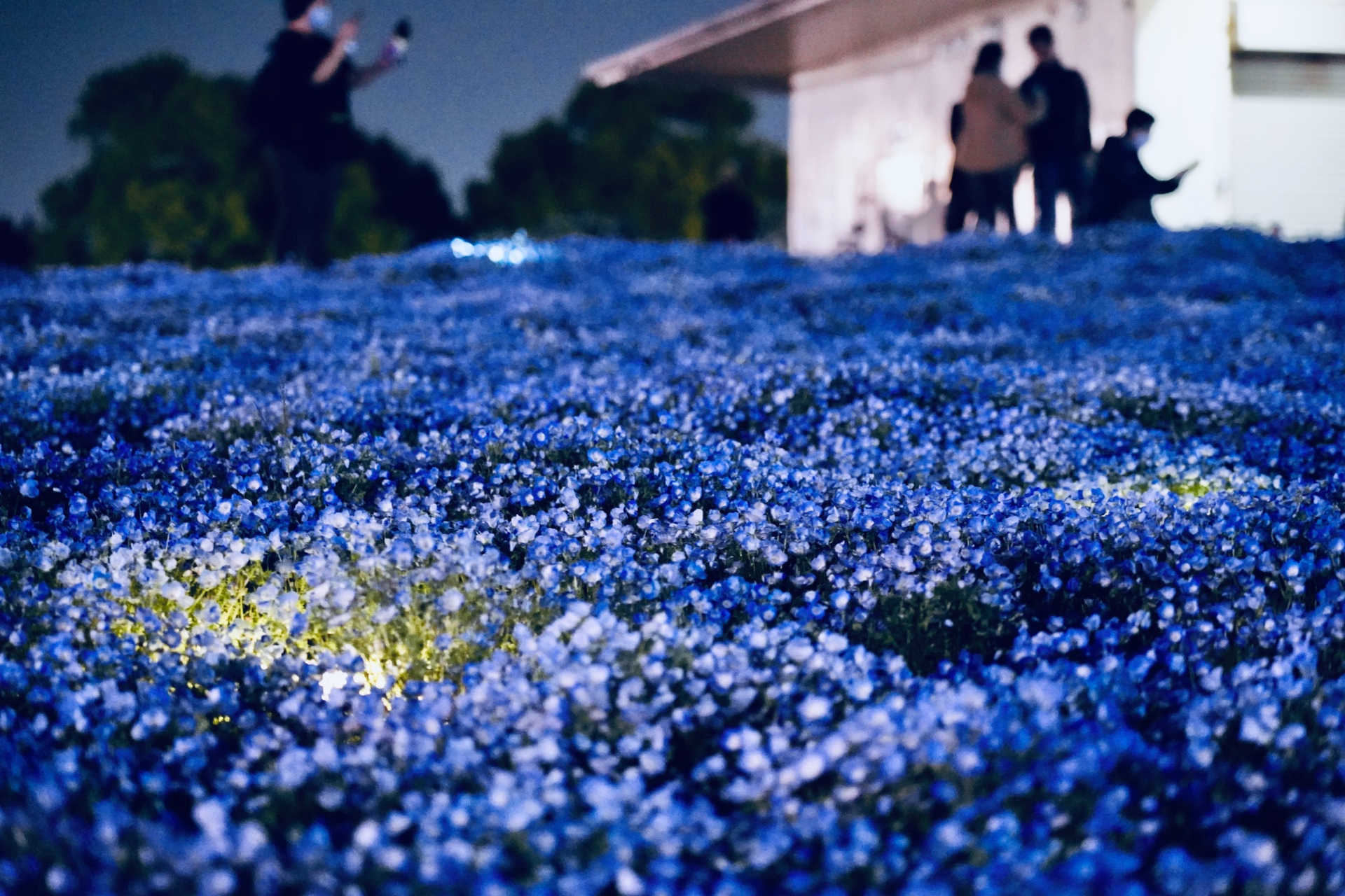 幻想的なネモフィラライトアップが楽しめるナイター営業を初開催