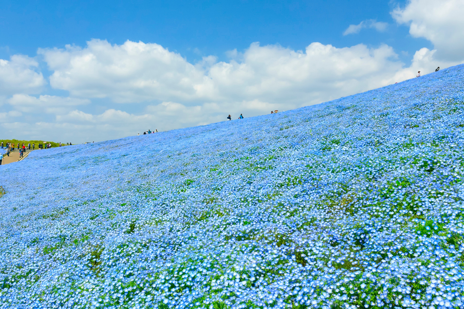 国営ひたち海浜公園「みはらしの丘」に咲き誇る約530万本のネモフィラ