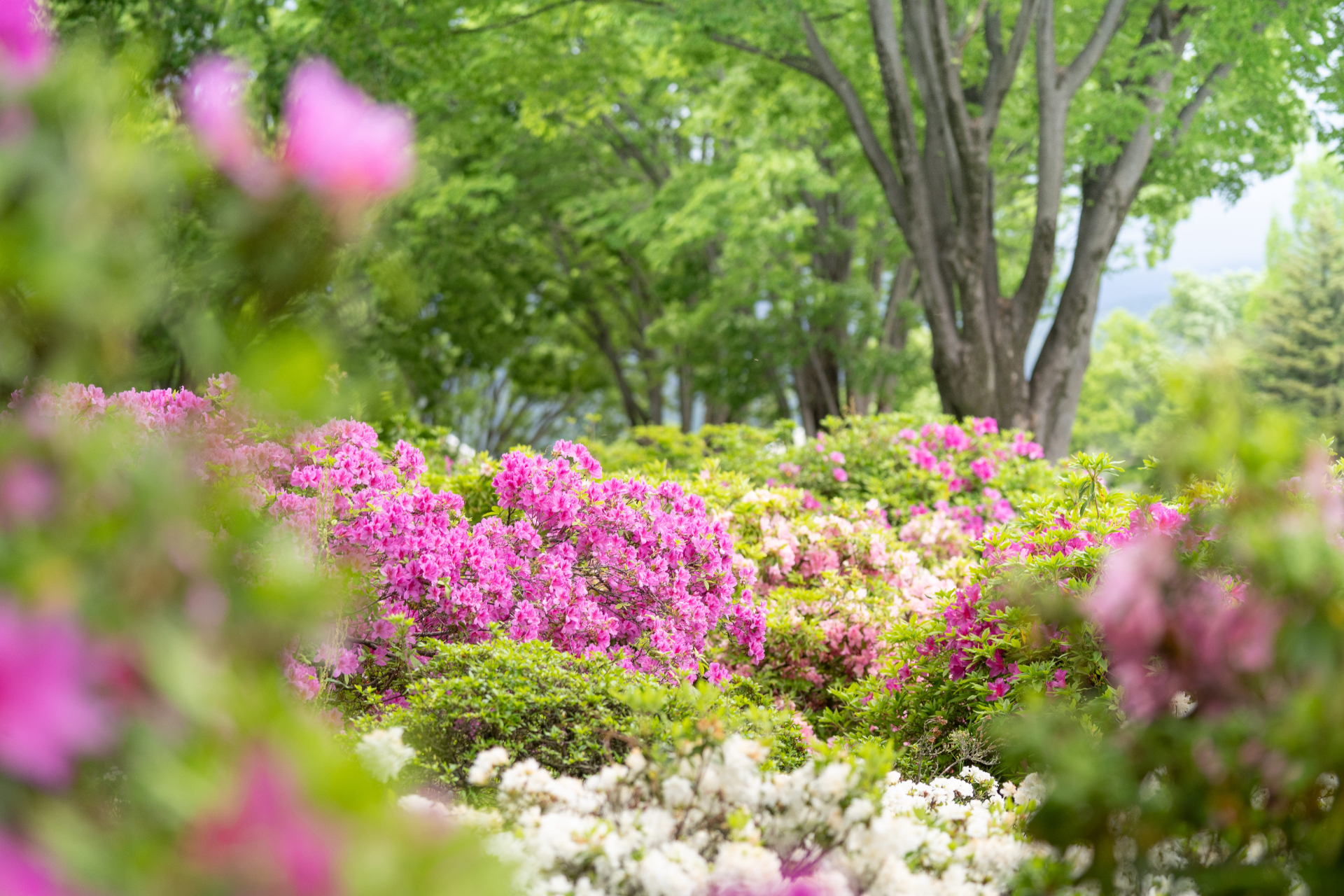 ぐんまフラワーパークプラスで親子で楽しめるGWイベント開催