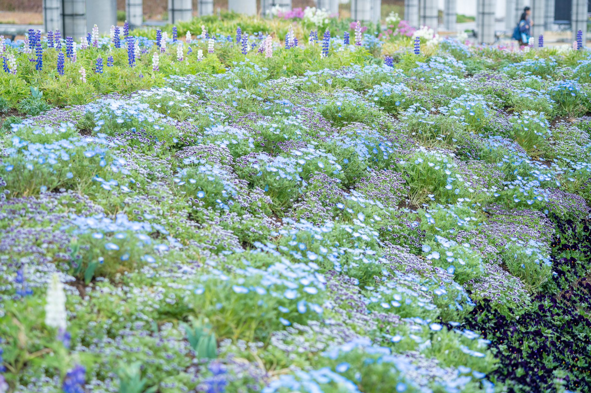 「スプリングブーケガーデン」も見頃に。チューリップやネモフィラ、キンギョソウ、ルピナスなど約30種の春の花々が咲き誇り、摘んだ花でブーケが作れる