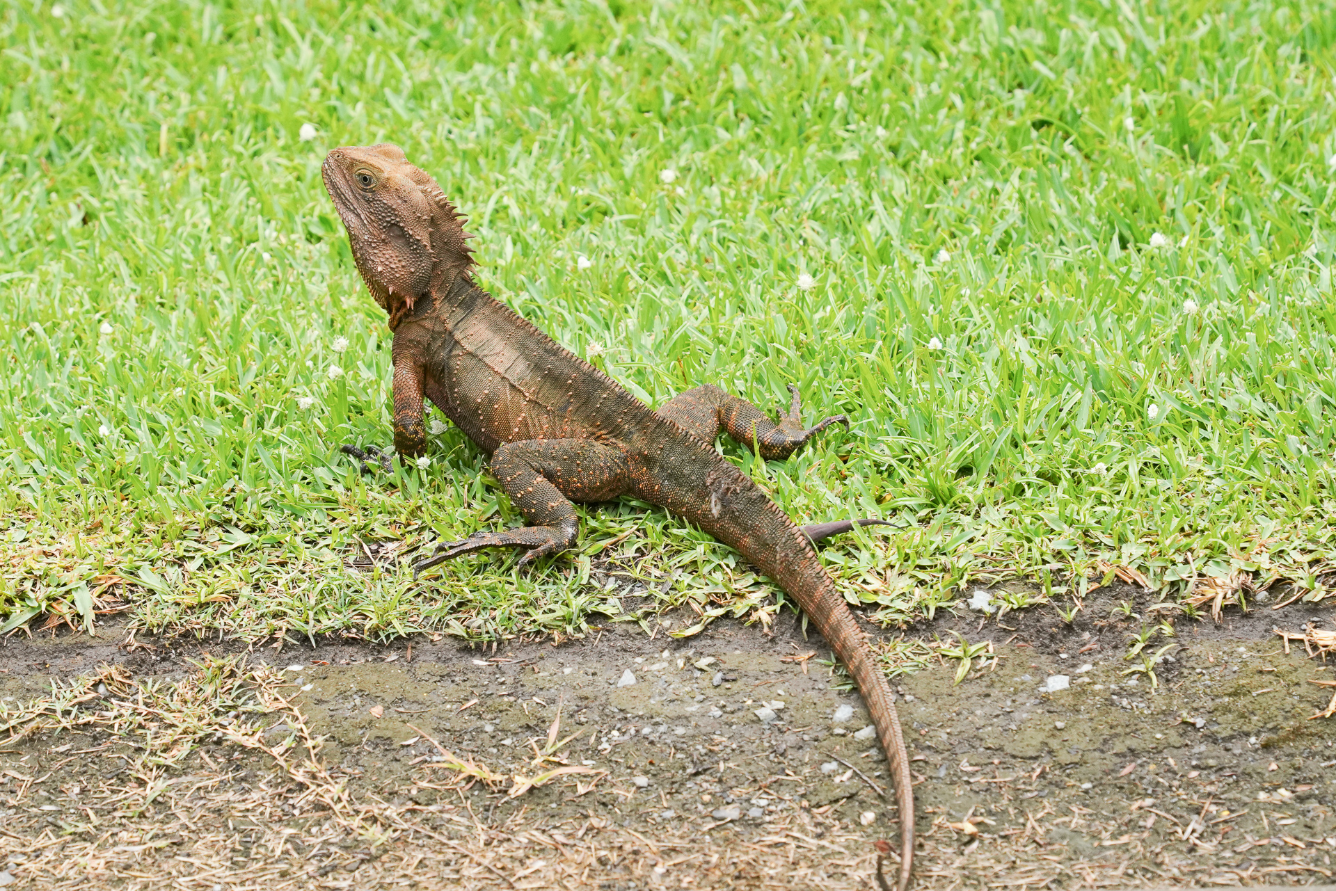 飼育されていない自然の動物も見かける