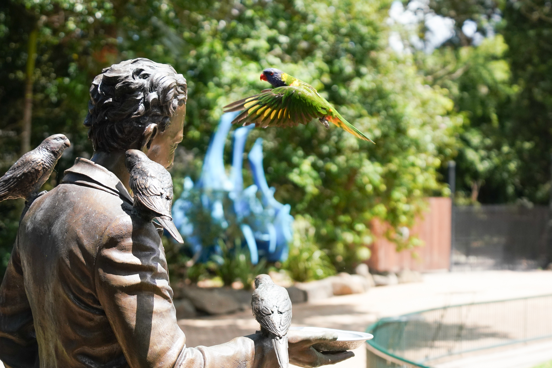 偶然、水のみにやってきたゴシキセイガイインコ。オーストラリアからニューギニア周辺に生息する