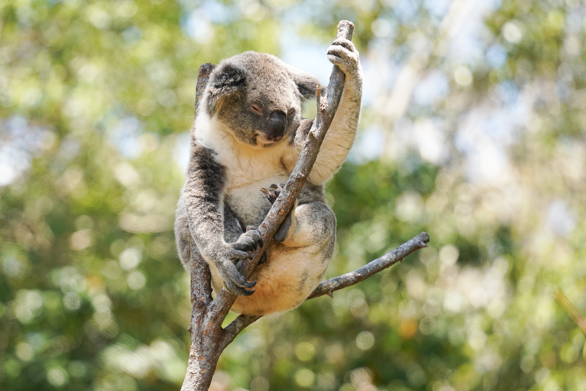 コアラをすぐ近くで見ることができる