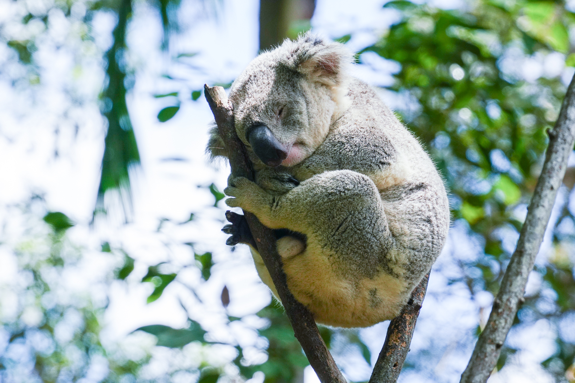寝ているコアラが多い
