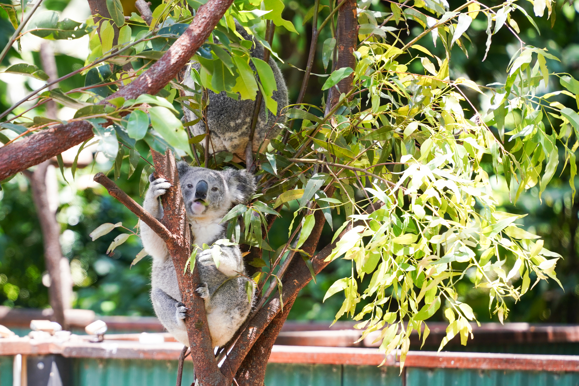 こちらを見てくれた