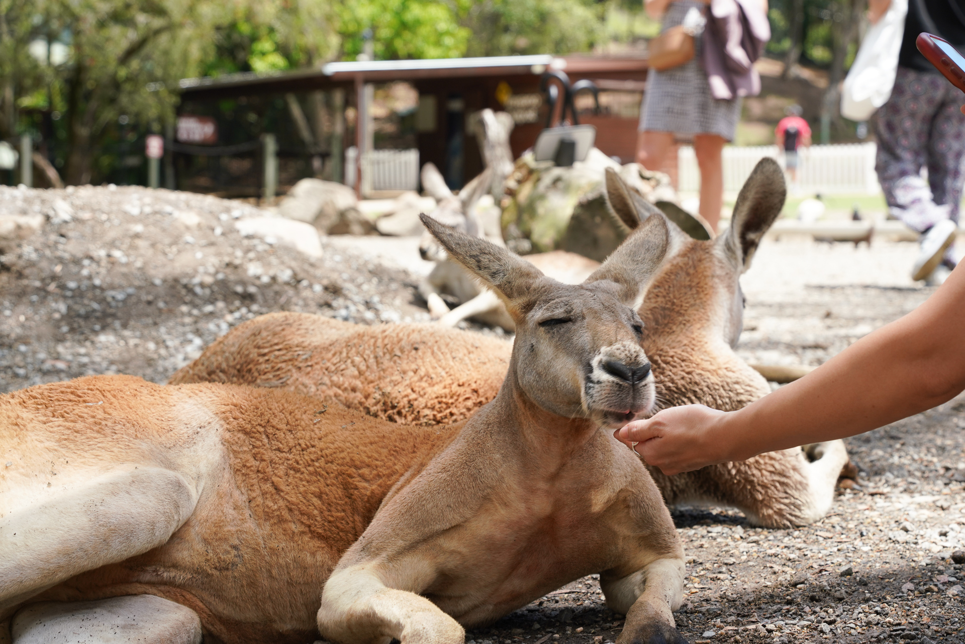 カンガルーに餌やり体験。とても近い