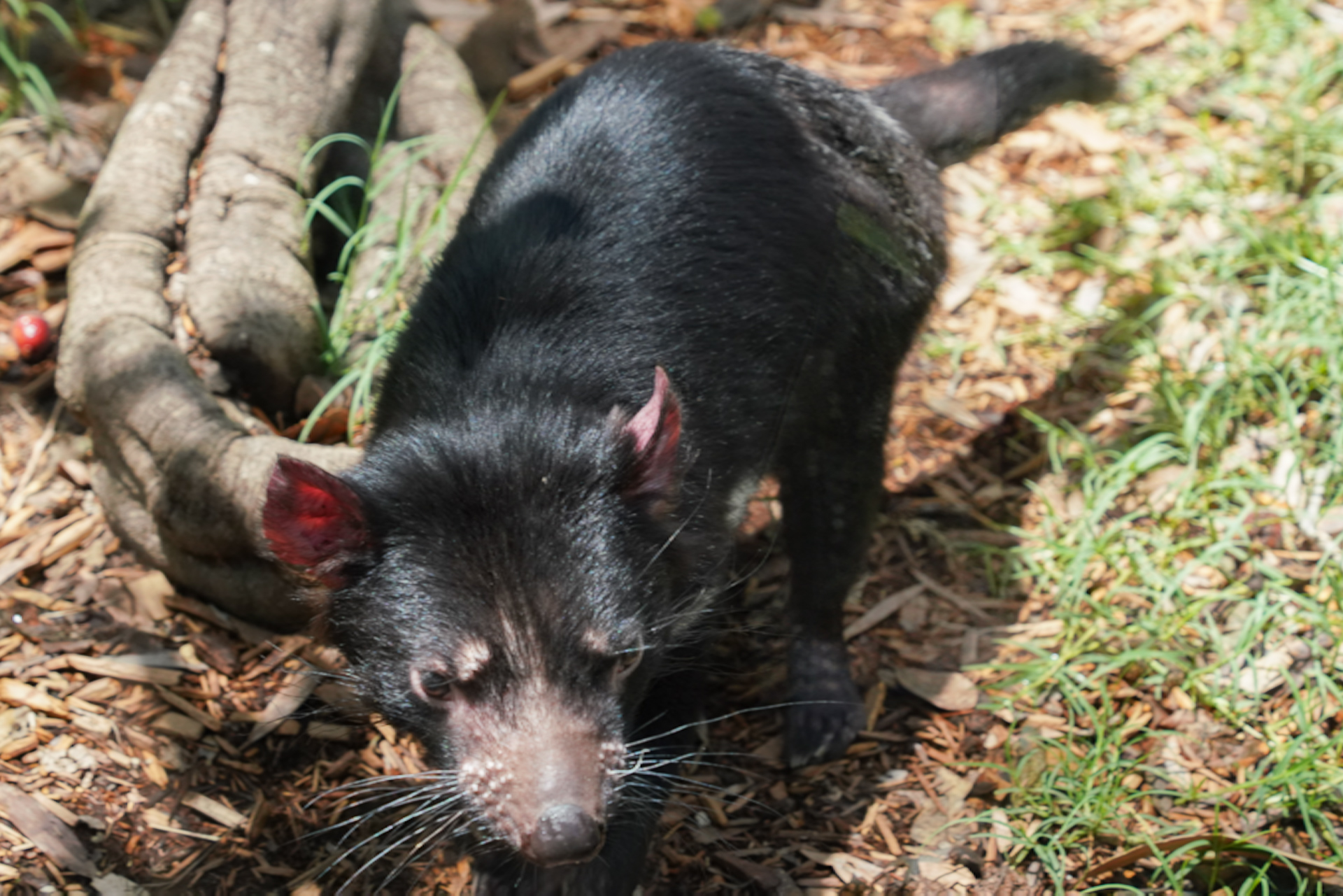 タスマニアデビルもいた