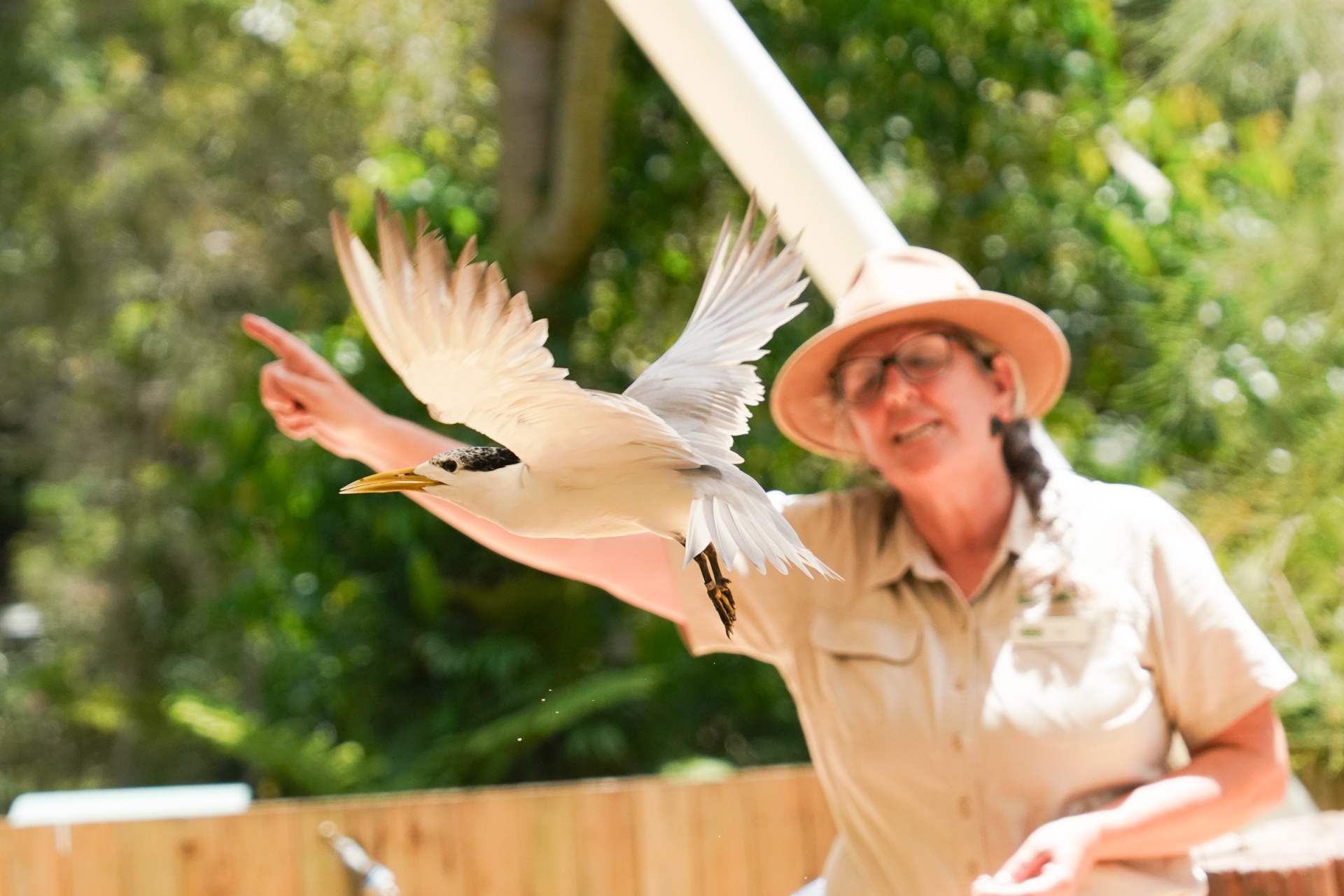 多様な鳥が飛び交う「ワイルドスカイズ・バードショー」