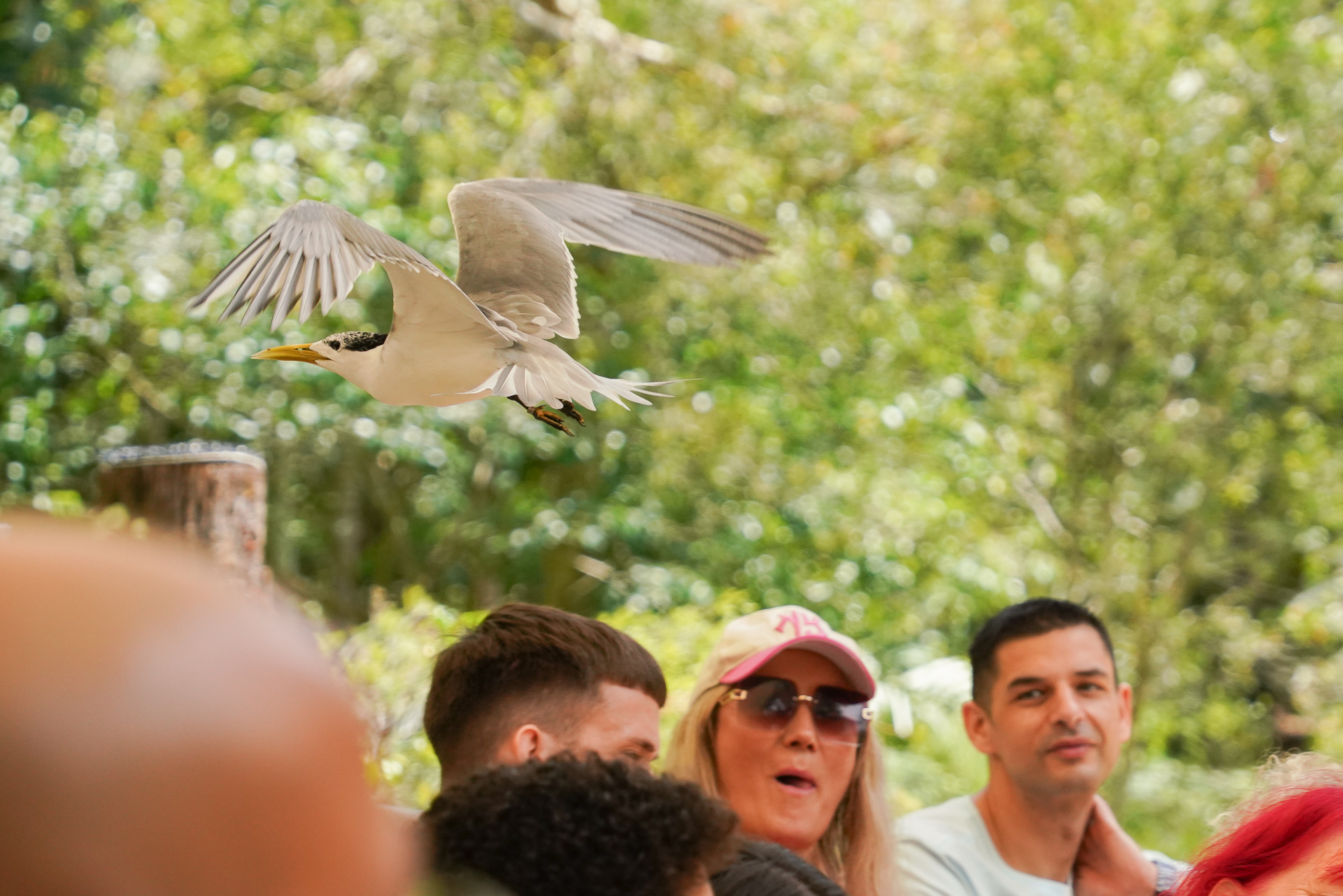 観客席の至近距離を飛ぶ