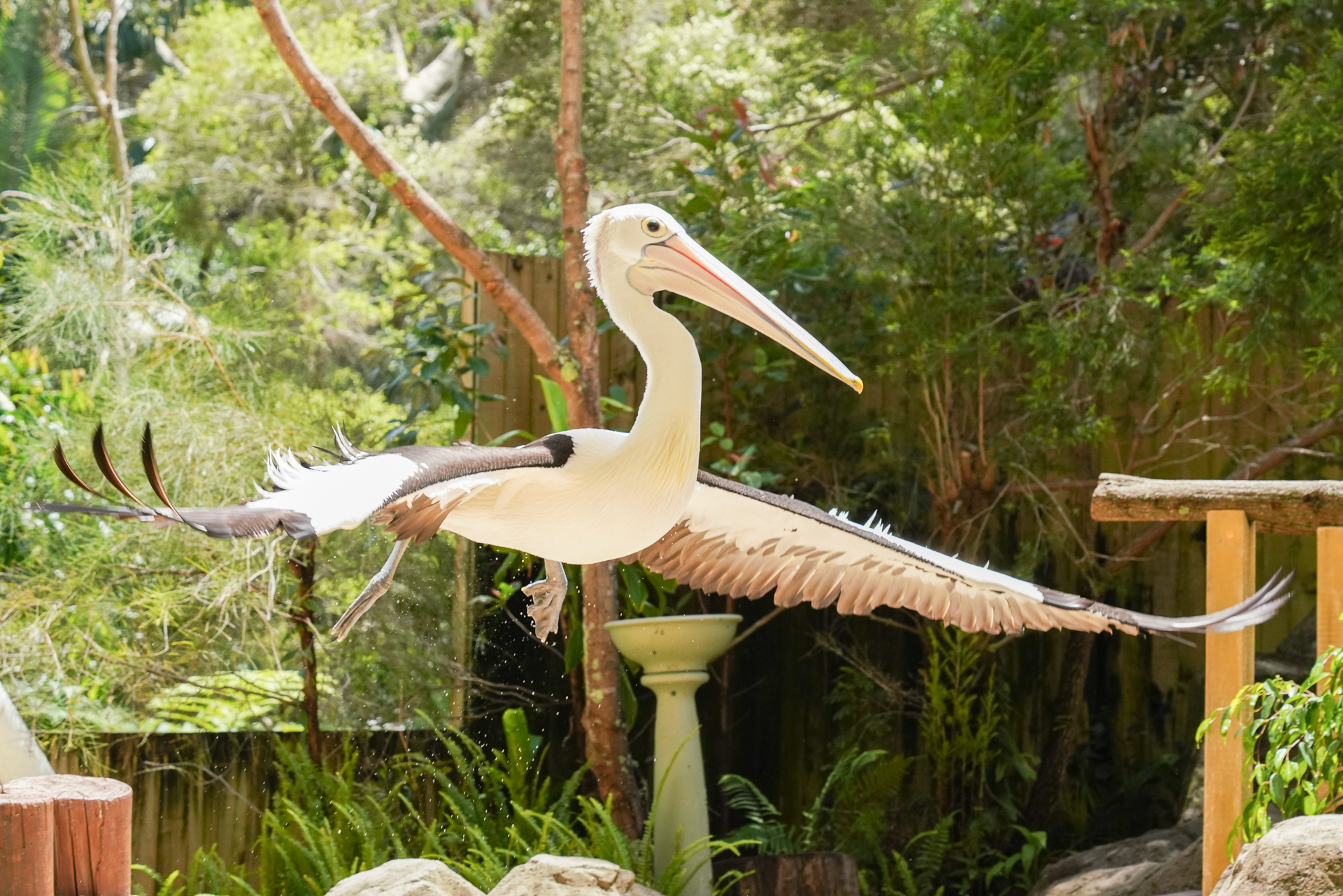 大型のコシグロペリカンはオーストラリアに住む唯一のペリカン