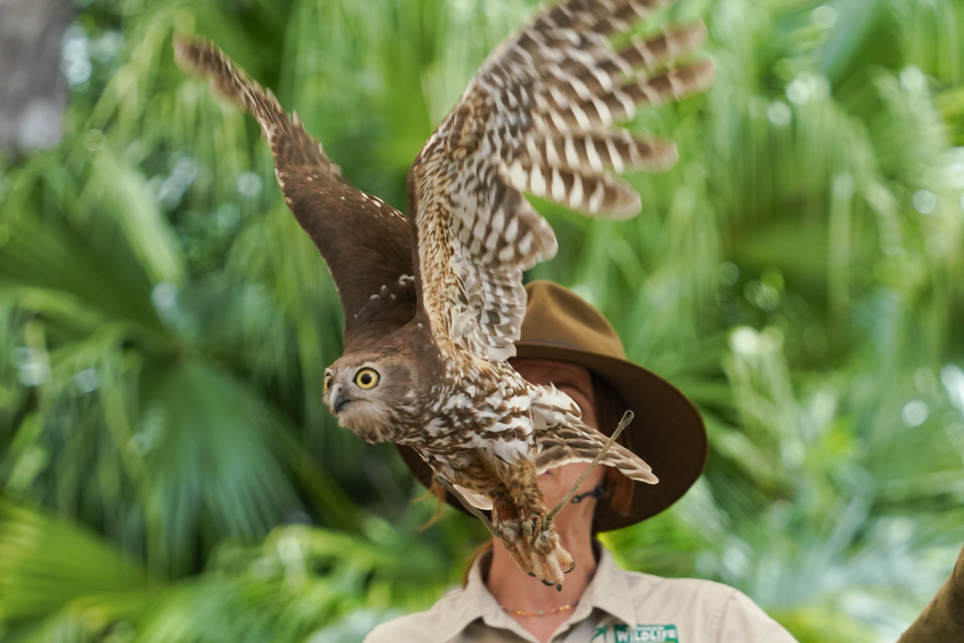 オーストラリアアオバズク