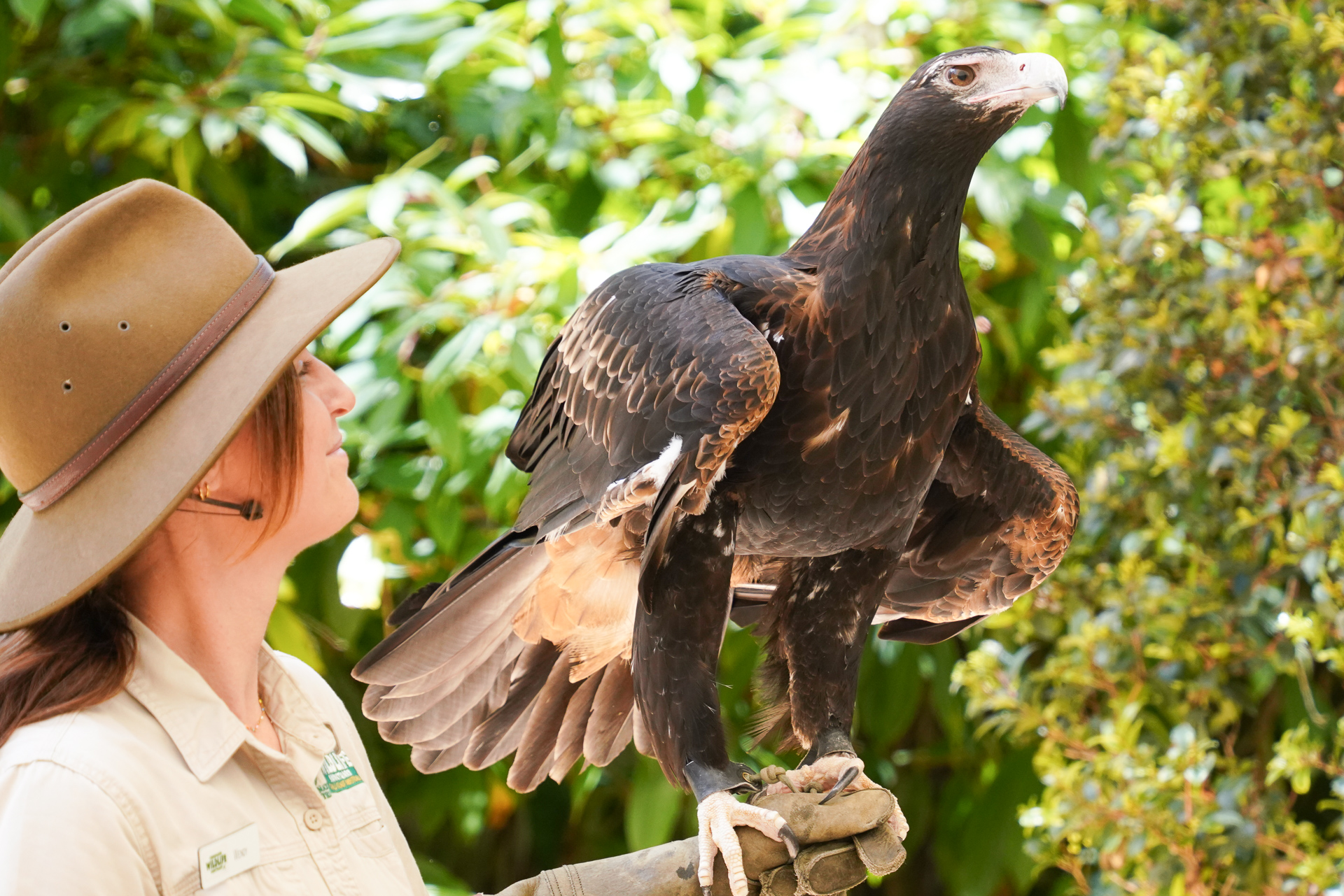 オーストラリア最大の猛禽類オナガイヌワシ