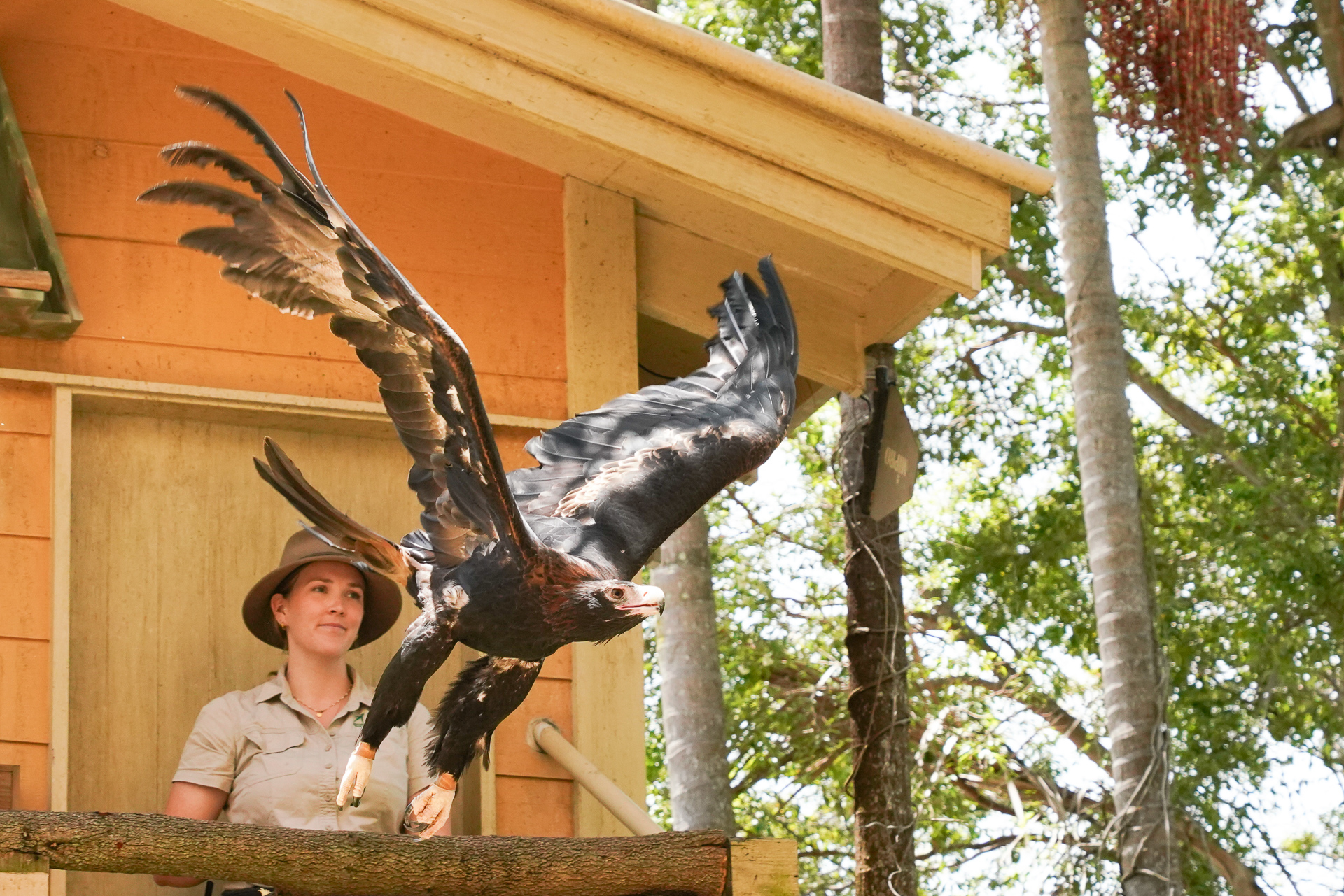 こんな巨大な猛禽類も飛ばしちゃう