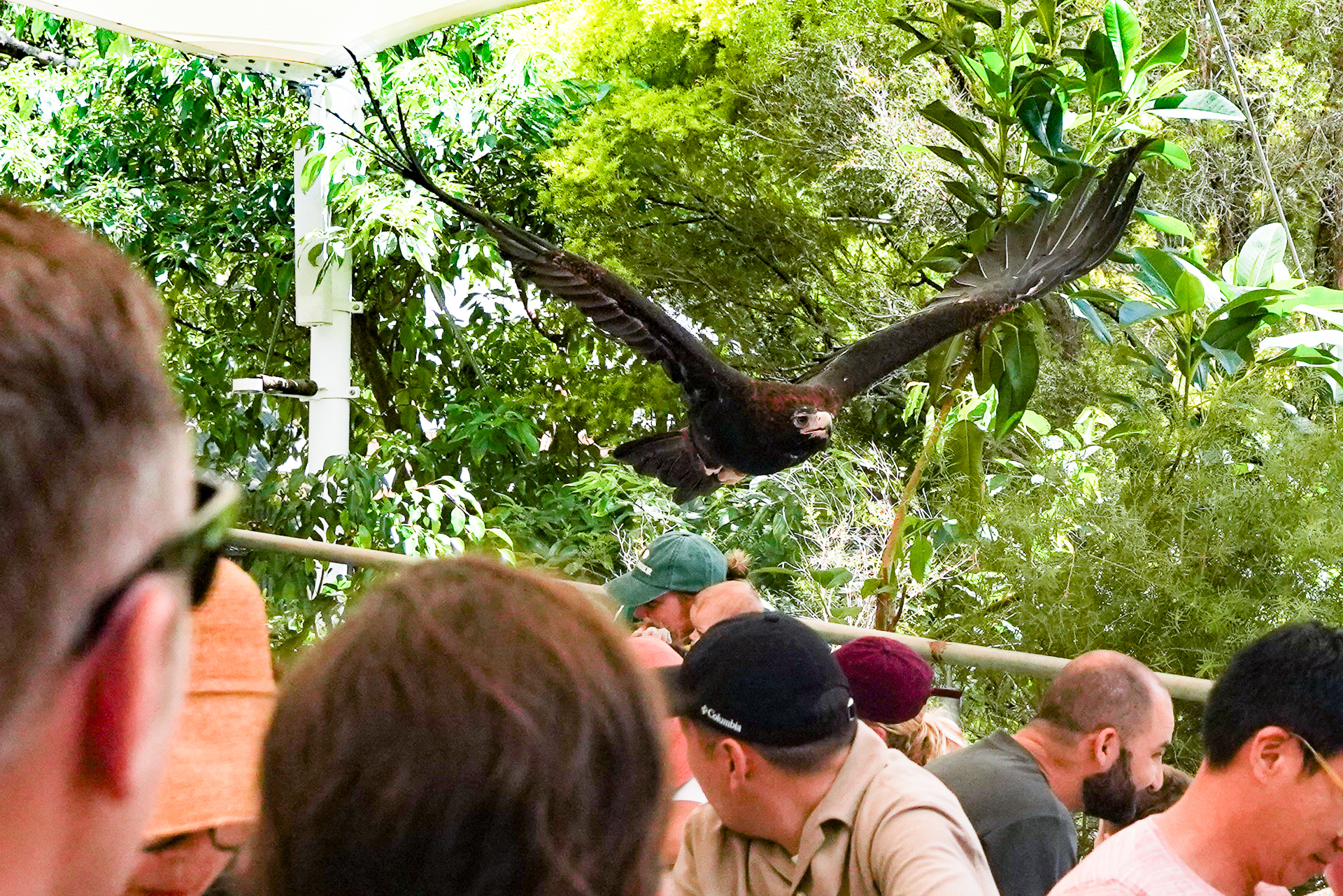 近くまで飛んできて大迫力
