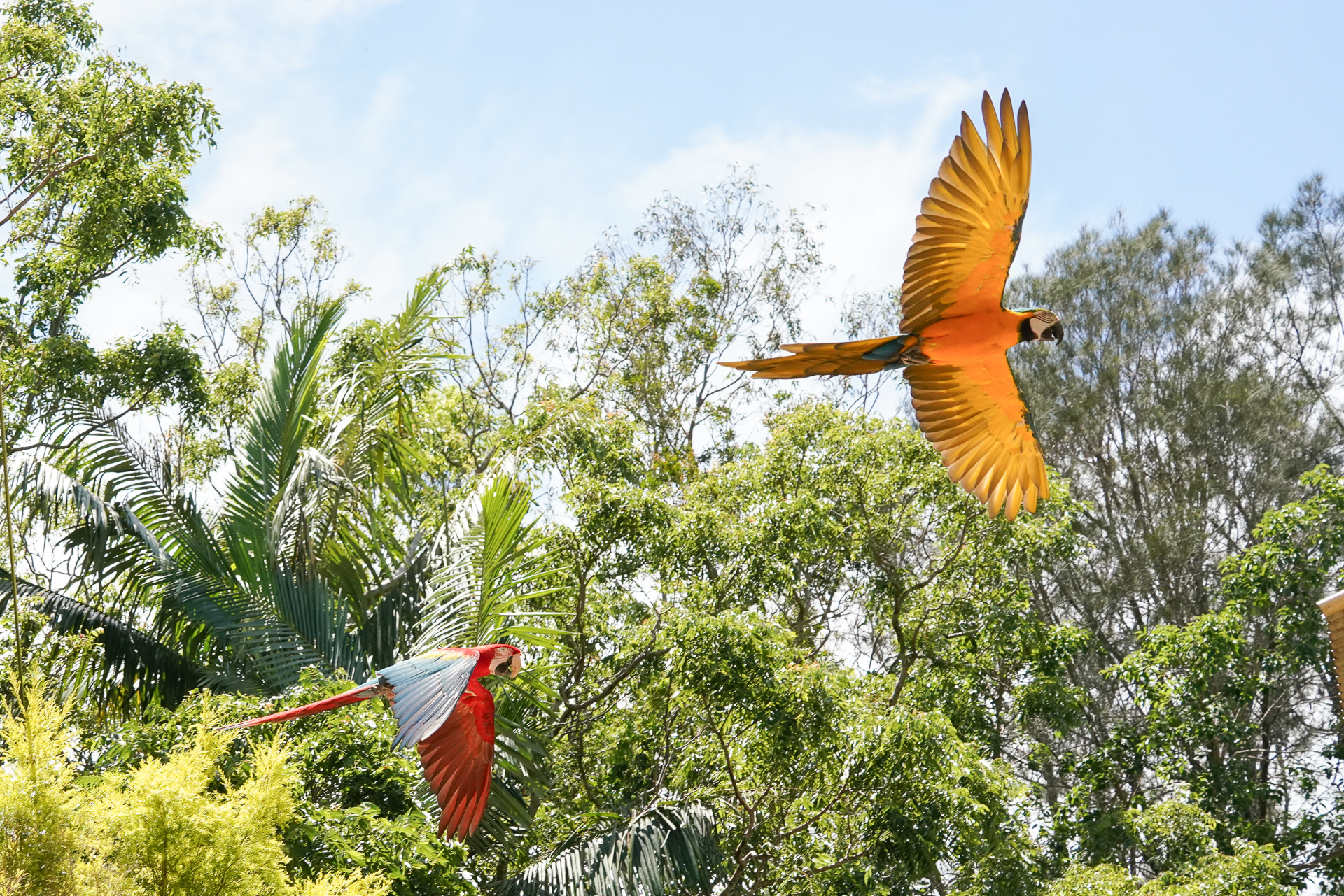 鮮やかなコンゴウインコが客席を周回する