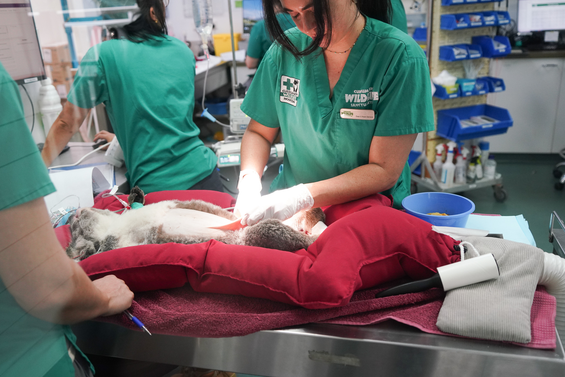 ちょうどコアラの手術中だった