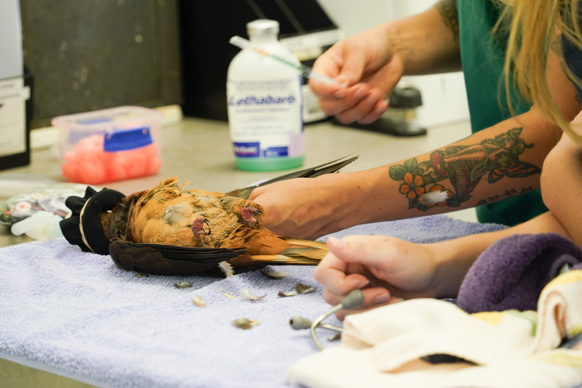 アオバズクか、猛禽類の治療中