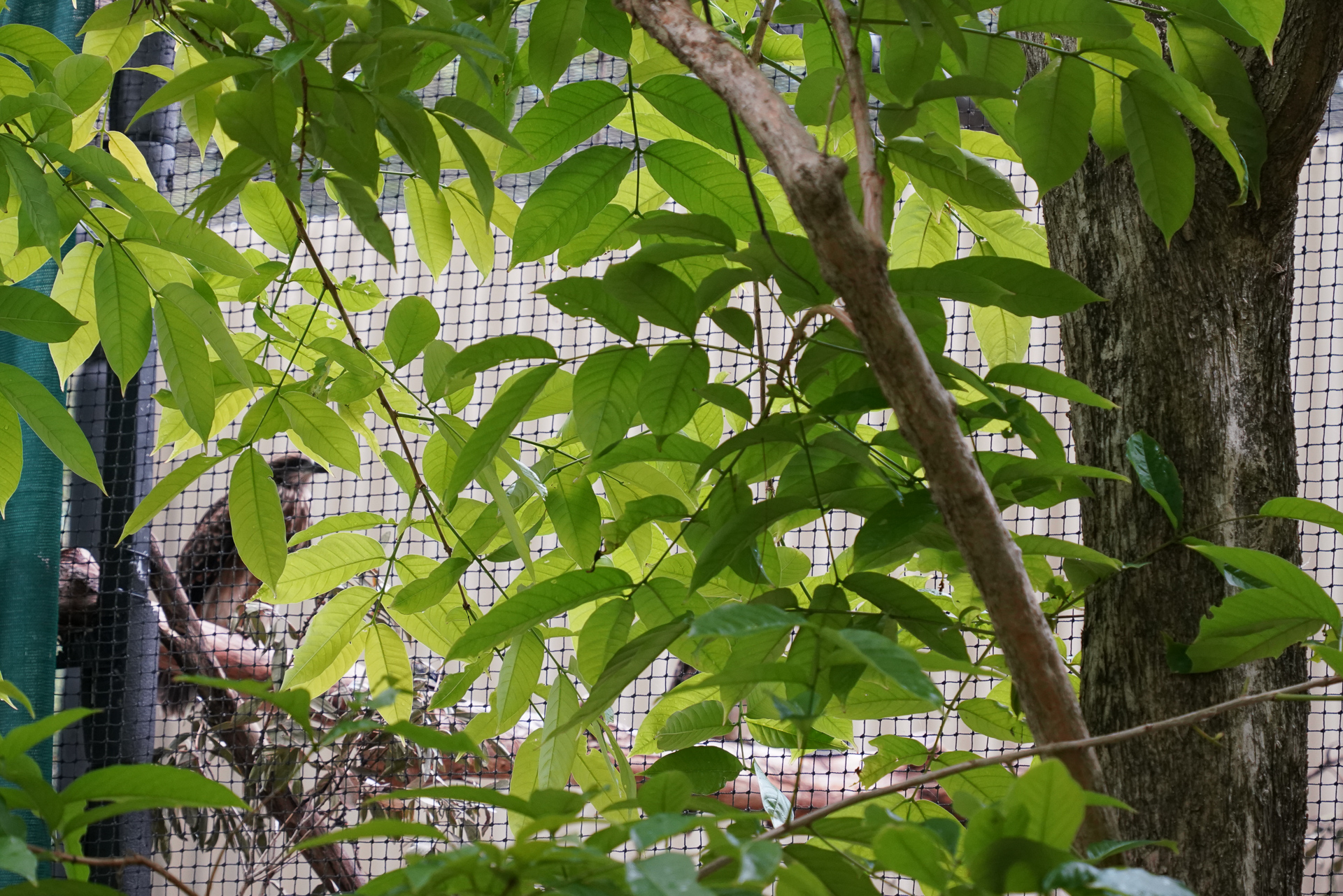 リハビリ用のケージを用意している