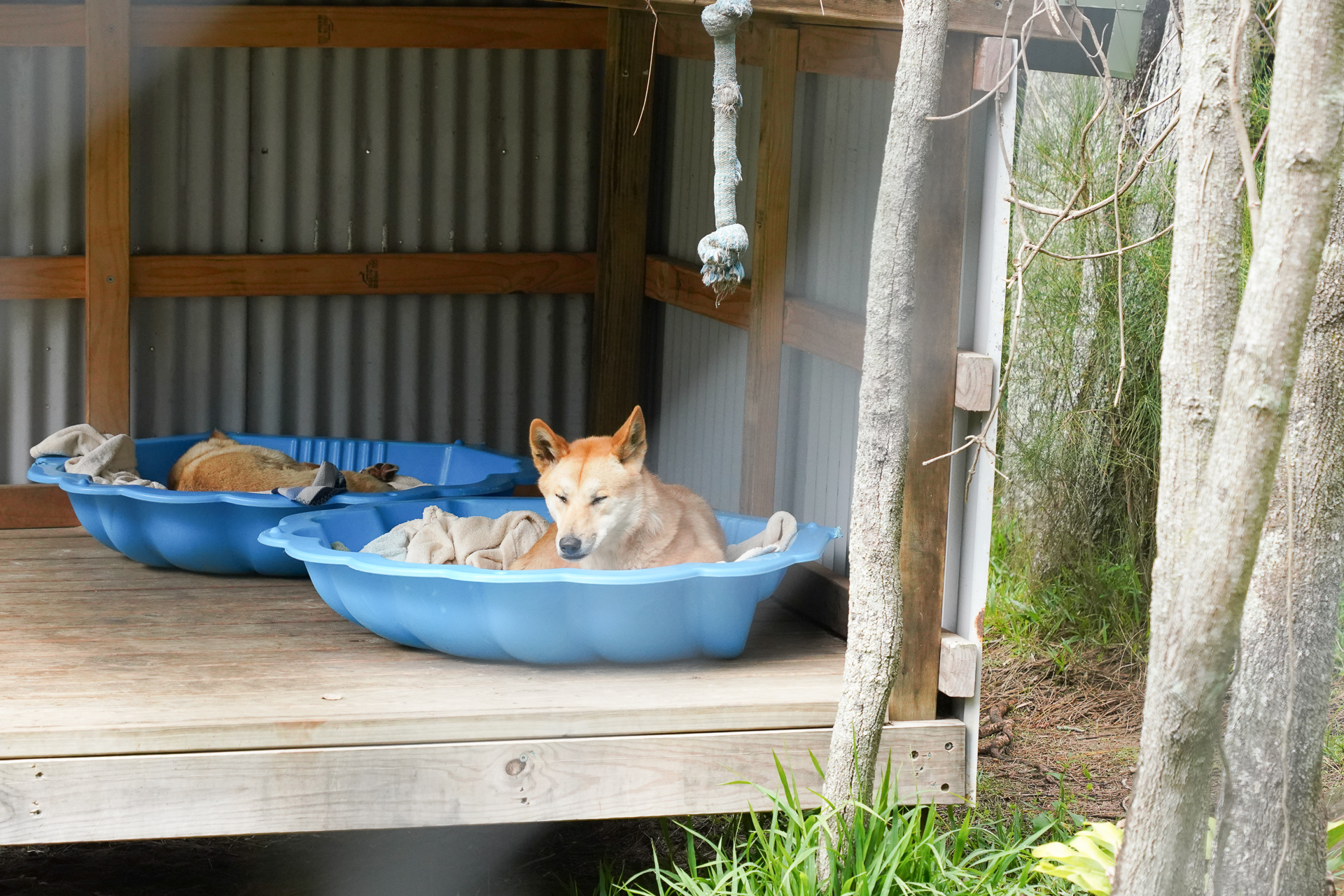 こちらはリハビリ中のディンゴ