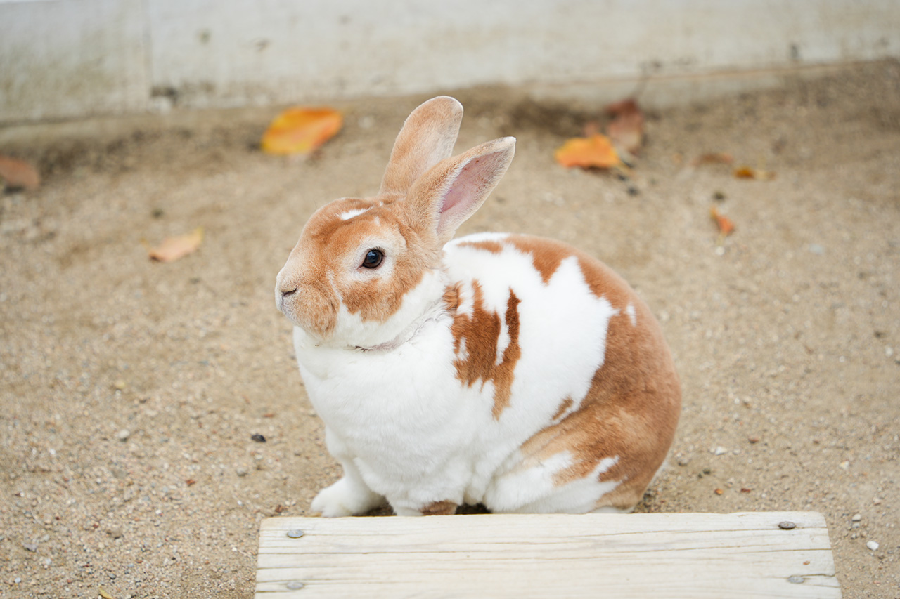 ふわっふわ。高級毛布のようなミニレッキスの「こむぎ」