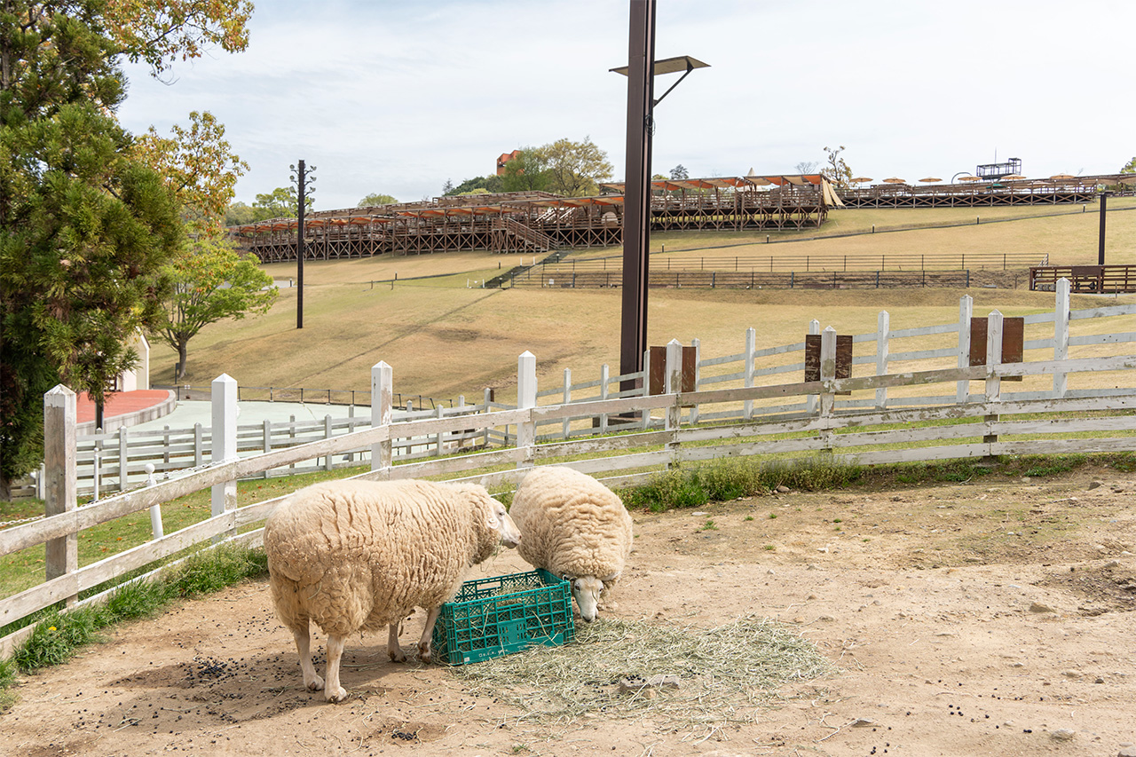のどかで癒やされる、牧歌的な空間。おやつもあげられる