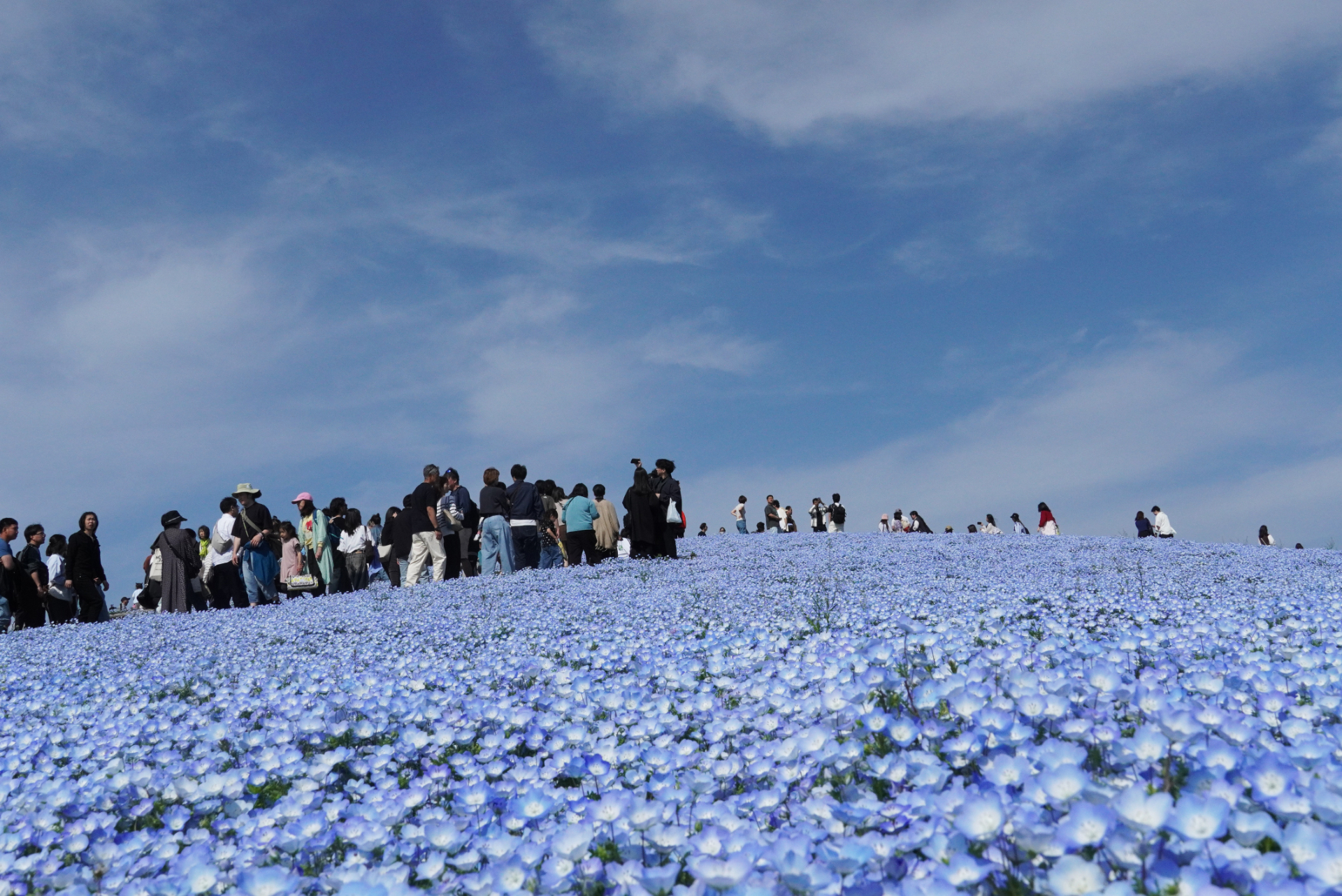 2026年4月19日撮影（写真提供：国営ひたち海浜公園）