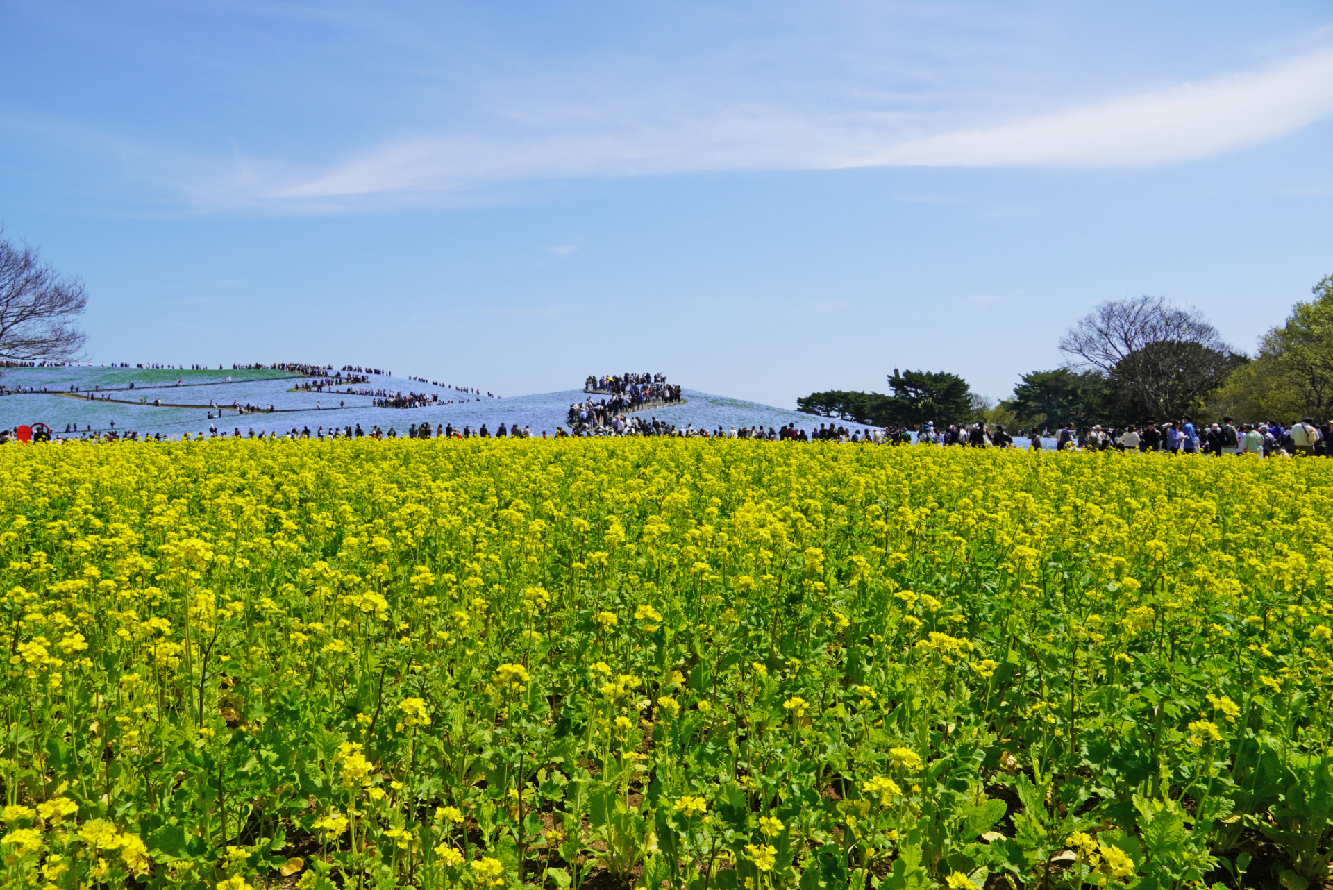 2026年4月17日撮影（写真提供：国営ひたち海浜公園）