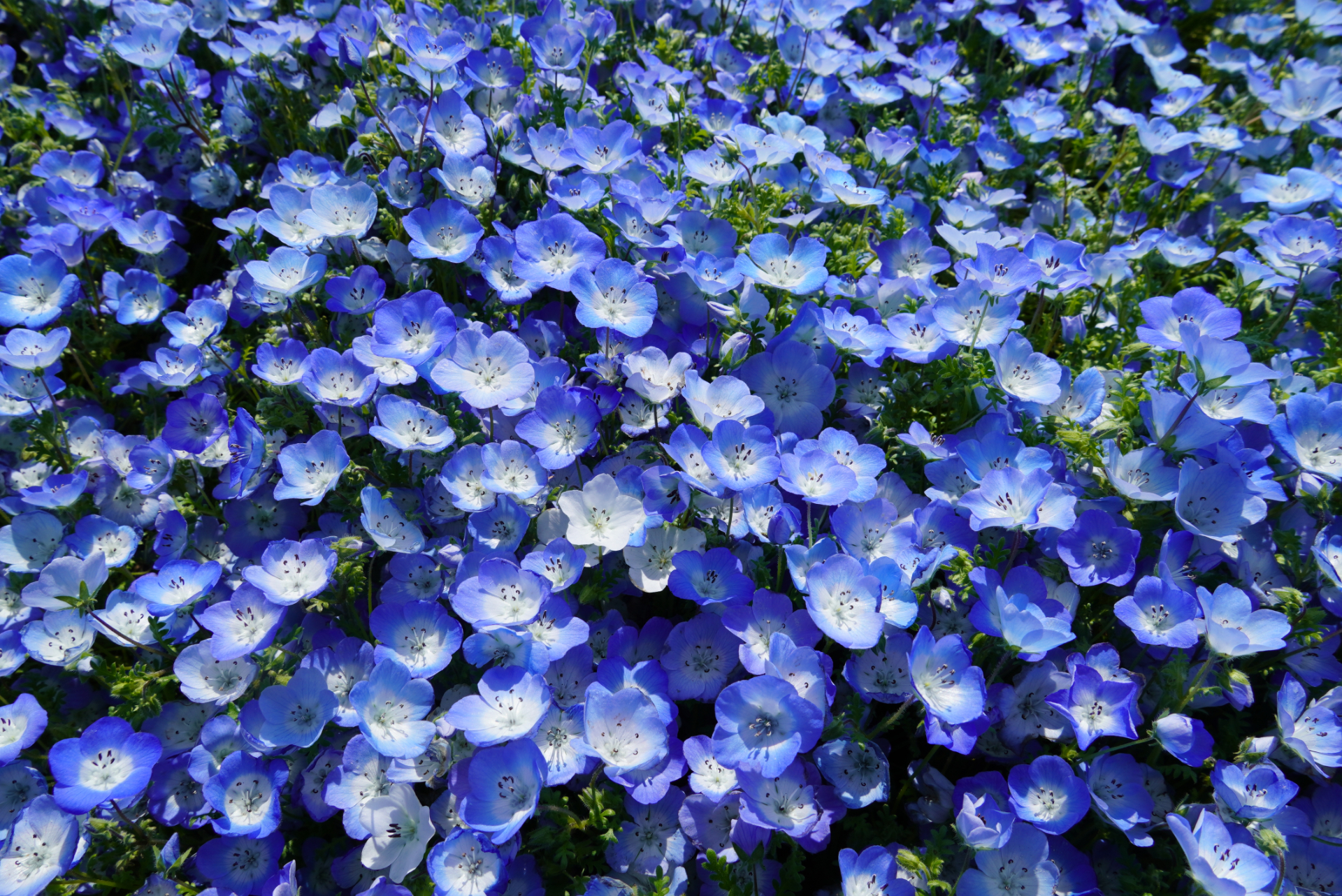 2026年4月17日撮影（写真提供：国営ひたち海浜公園）