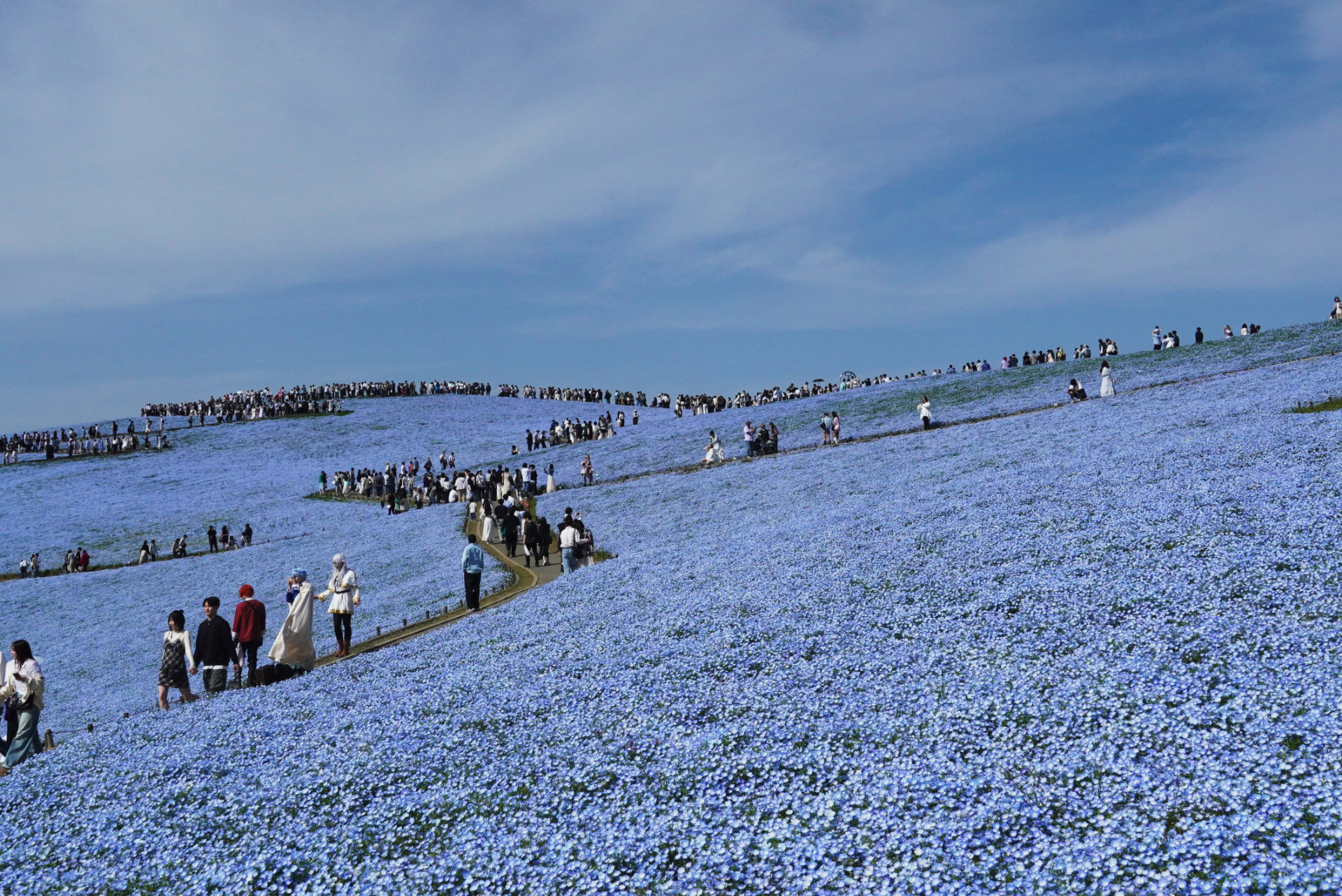 2026年4月19日撮影（写真提供：国営ひたち海浜公園）