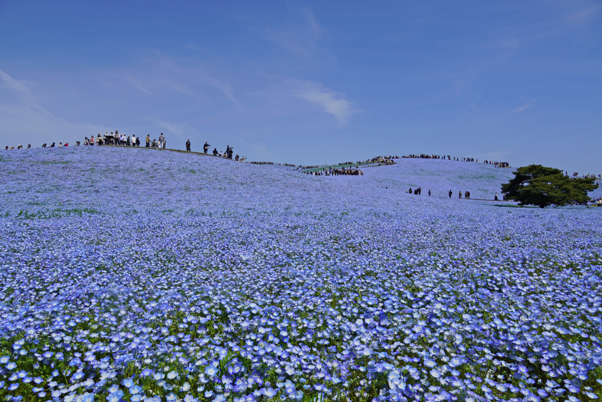 2026年4月17日撮影（写真提供：国営ひたち海浜公園）