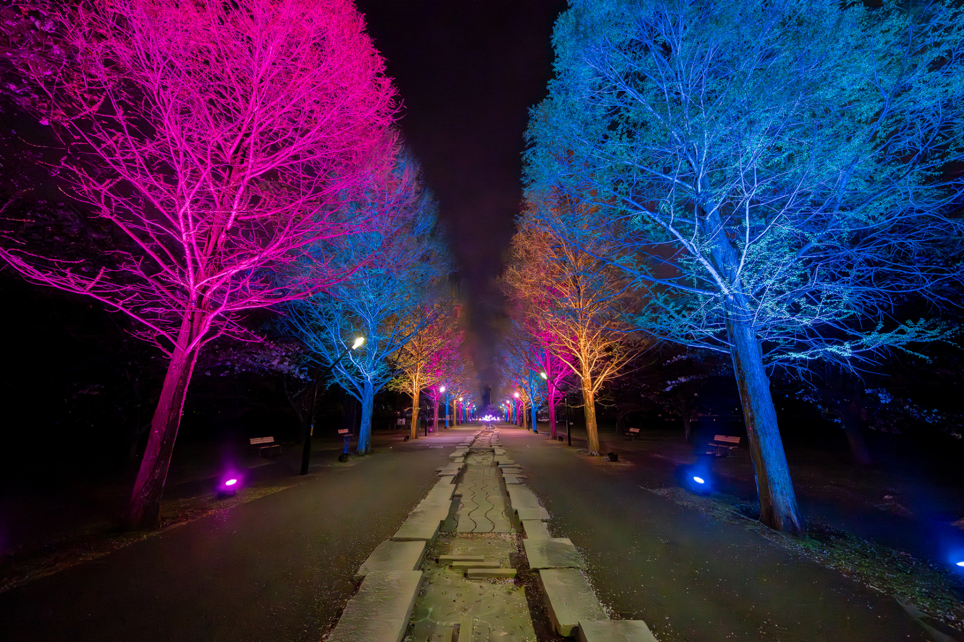 会期後半（4月20日～26日）の夜は、メタセコイア並木のライトアップも青一色に