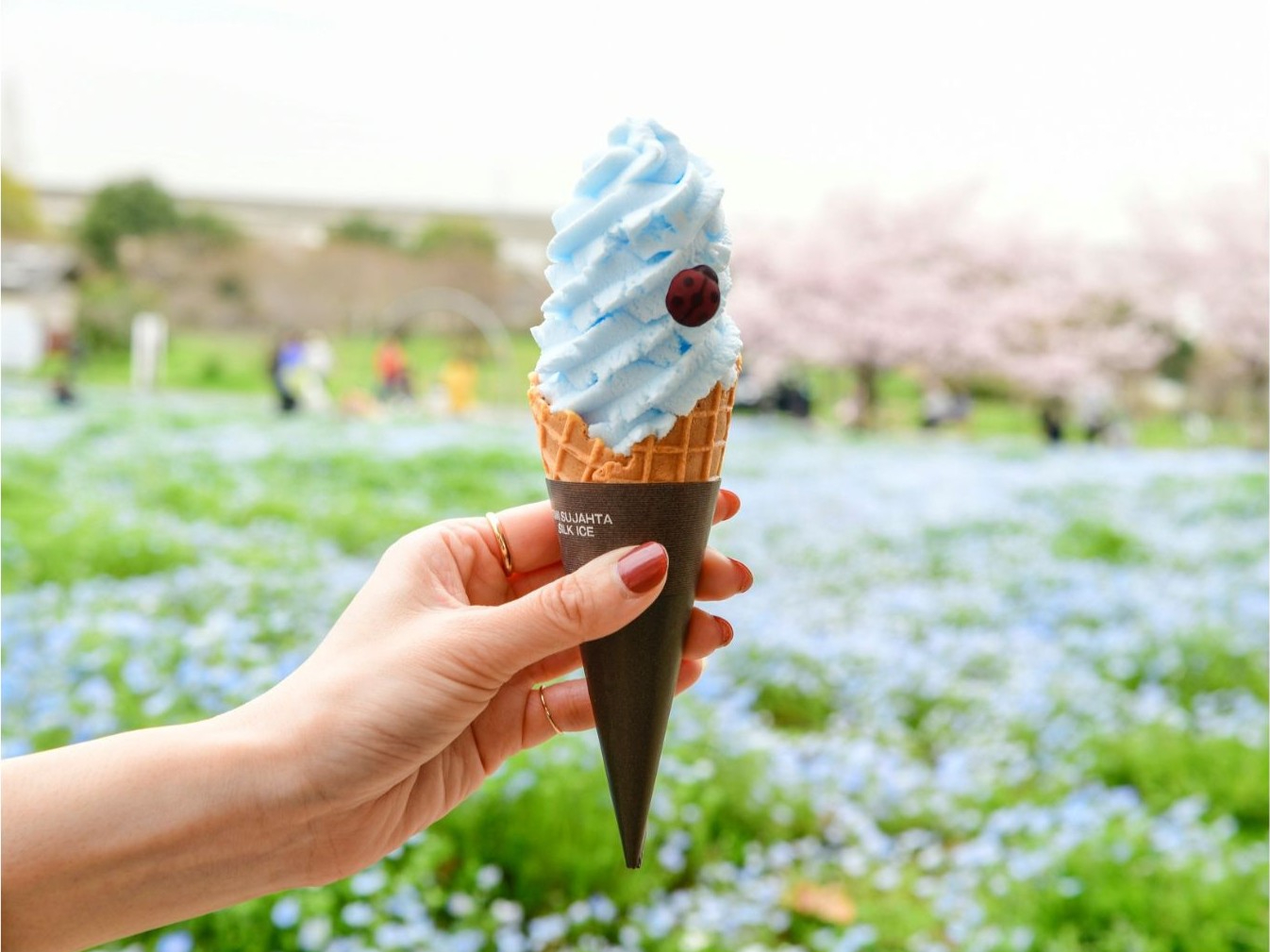 「ネモフィラソフト」（500円）