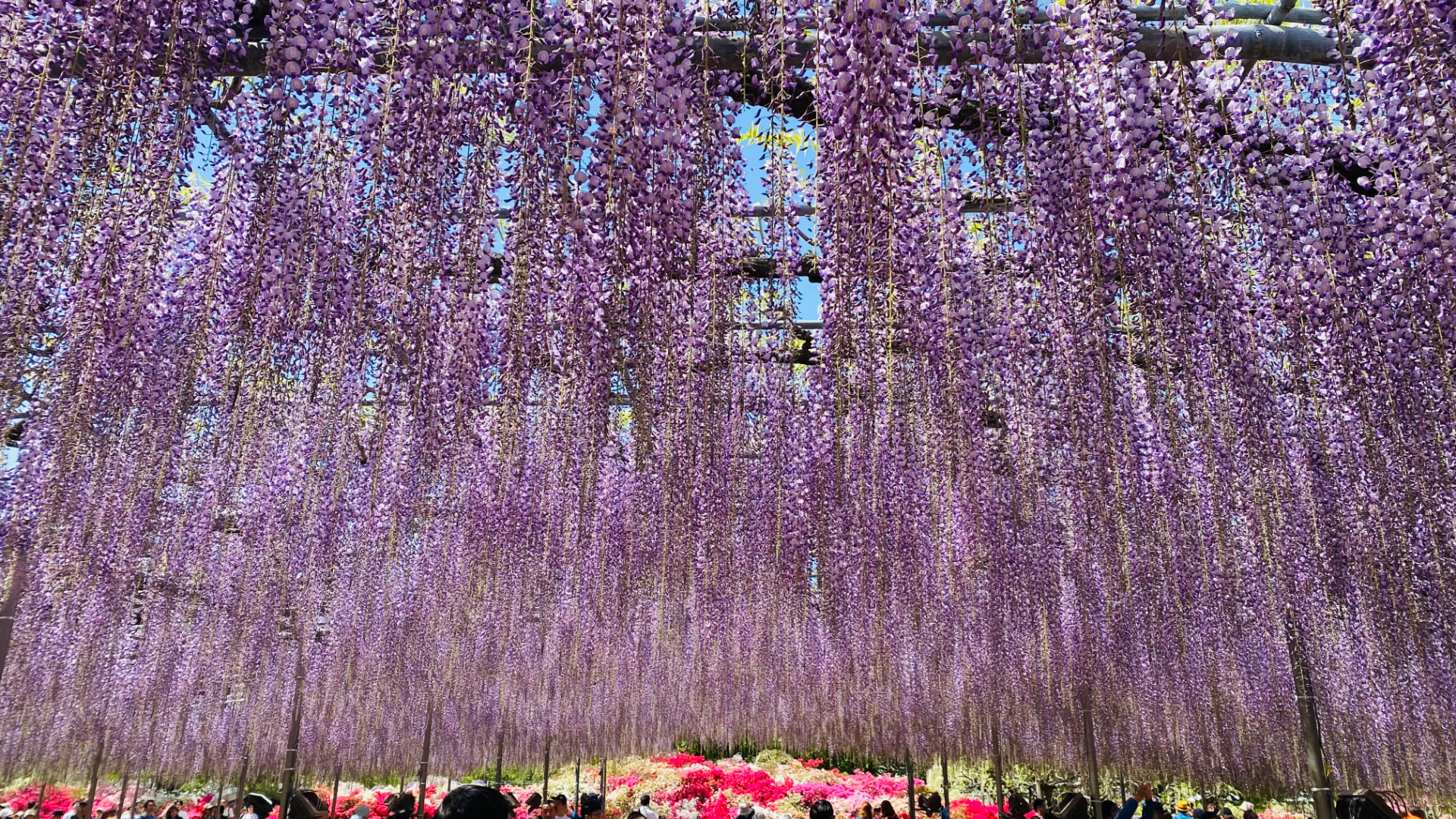 2026年4月19日撮影の大藤（写真提供：あしかがフラワーパーク）