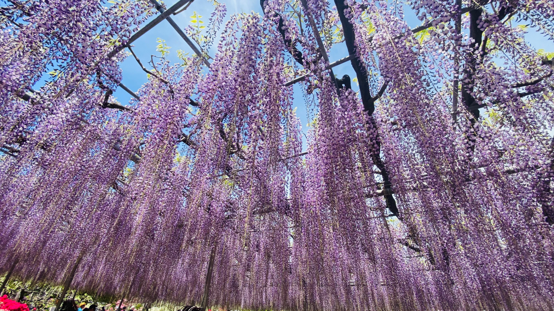 2026年4月19日撮影の大藤（写真提供：あしかがフラワーパーク）