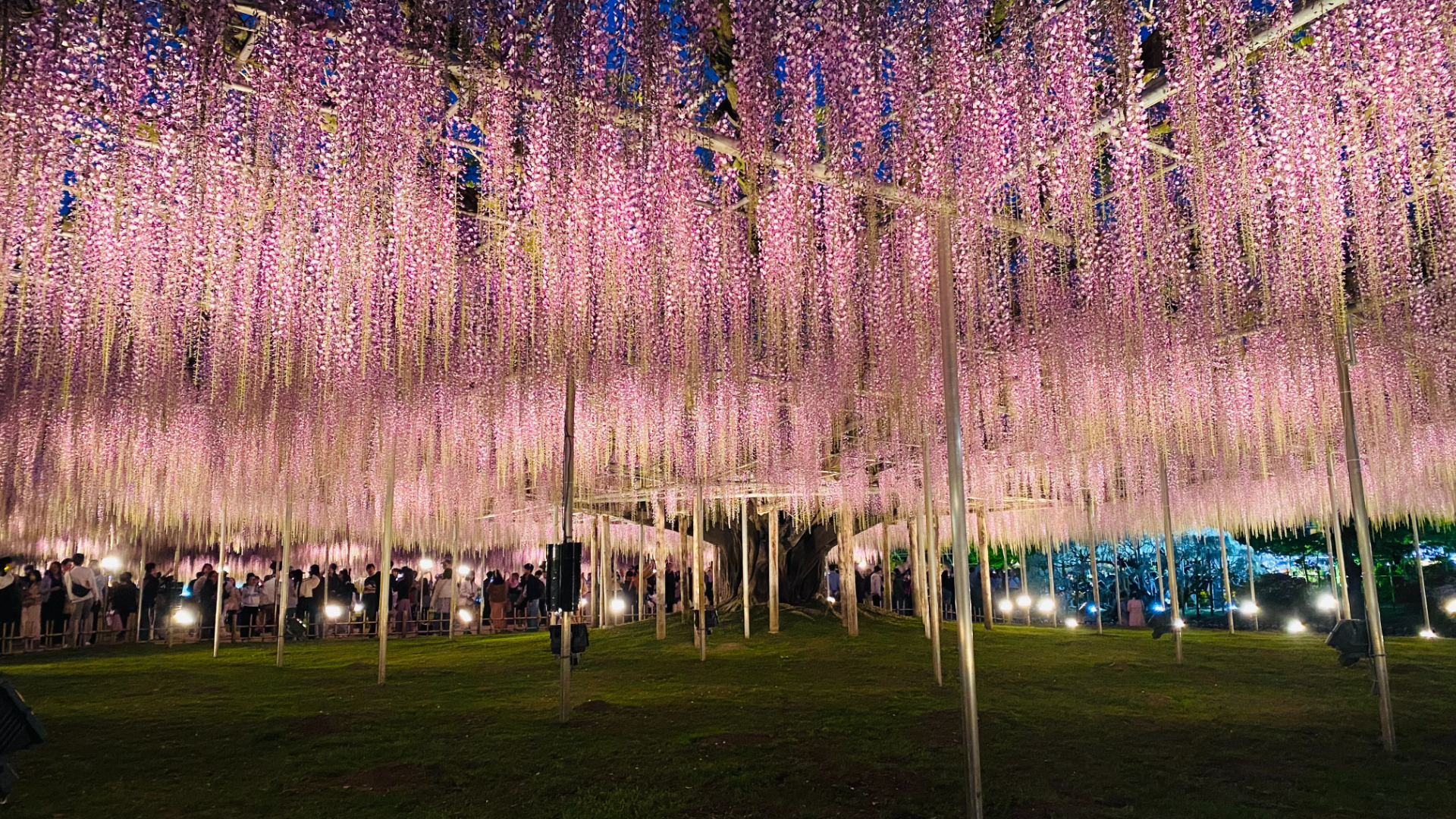 2026年4月19日撮影の大藤（写真提供：あしかがフラワーパーク）