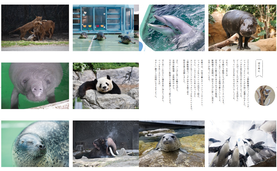 中国帰還後に検疫を終えたシャオシャオ＆レイレイの最新ショットも収録