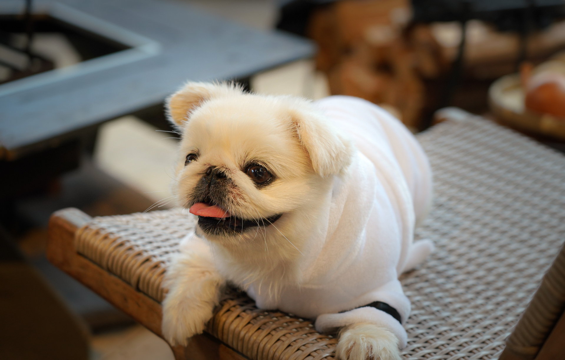 全5棟のうち1棟は、愛犬と泊まれるヴィラ。1棟独立型なので、まわりに気兼ねなく温泉グランピングが楽しめる