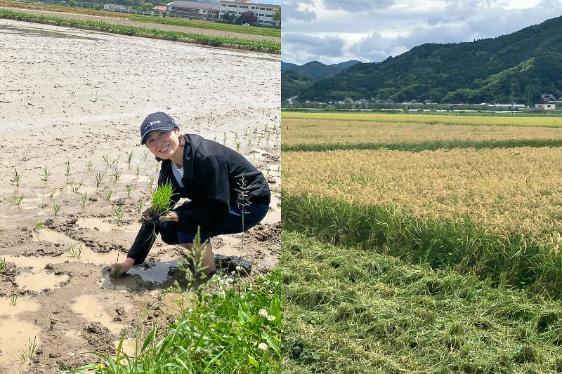 田植え、稲刈りの様子