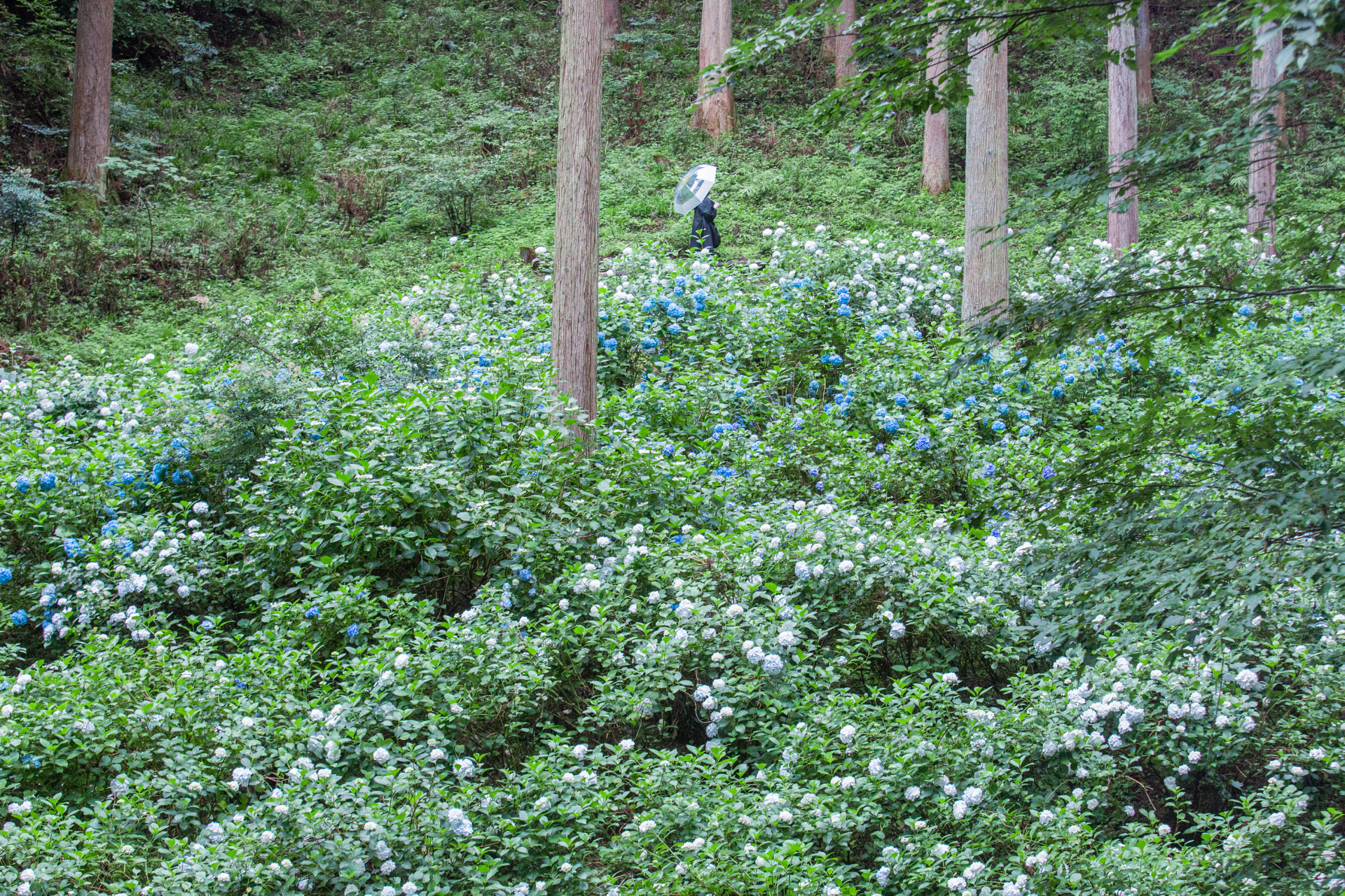 青、紫、白など色鮮やかなあじさいが森のなかに咲き乱れる「南沢あじさい山」