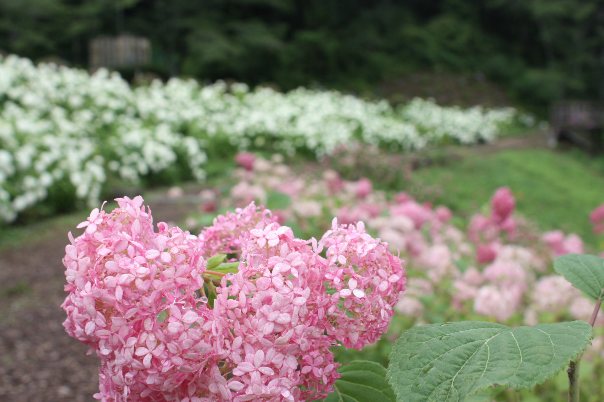 ガイドツアーでは、山を管理するスタッフによる解説に加え、花てまり作りのワークショップ、「秋川渓谷瀬 音の湯」でのランチと温泉も楽しめる