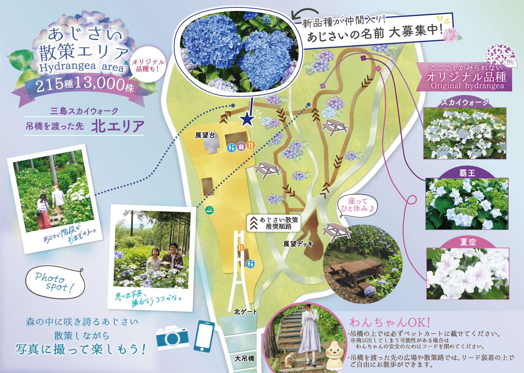 「三島スカイウォーク」施設マップ。吊り橋を渡った先の森に、あじさいの散策路が整備される