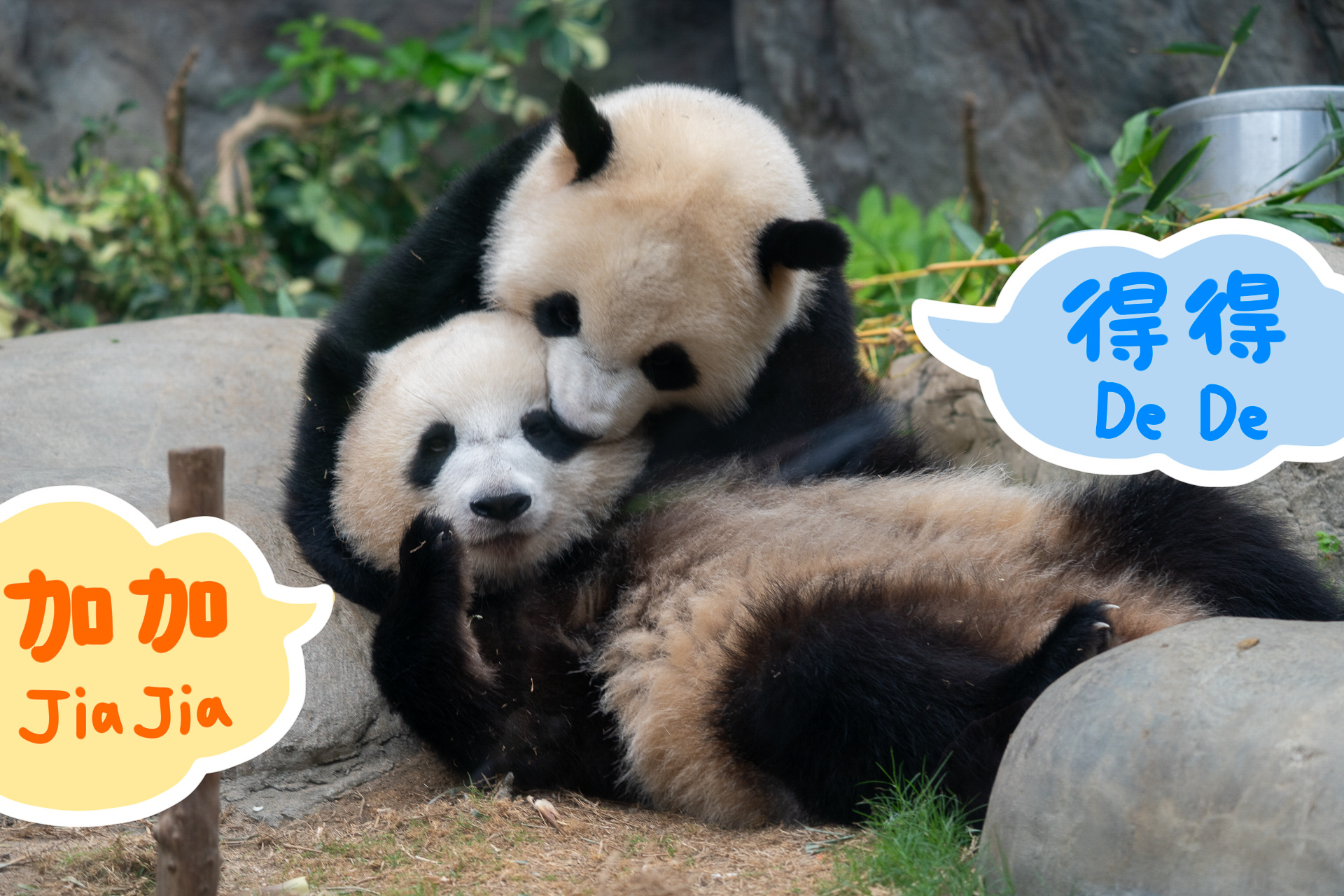 香港オーシャンパークでパンダに会ってきました！